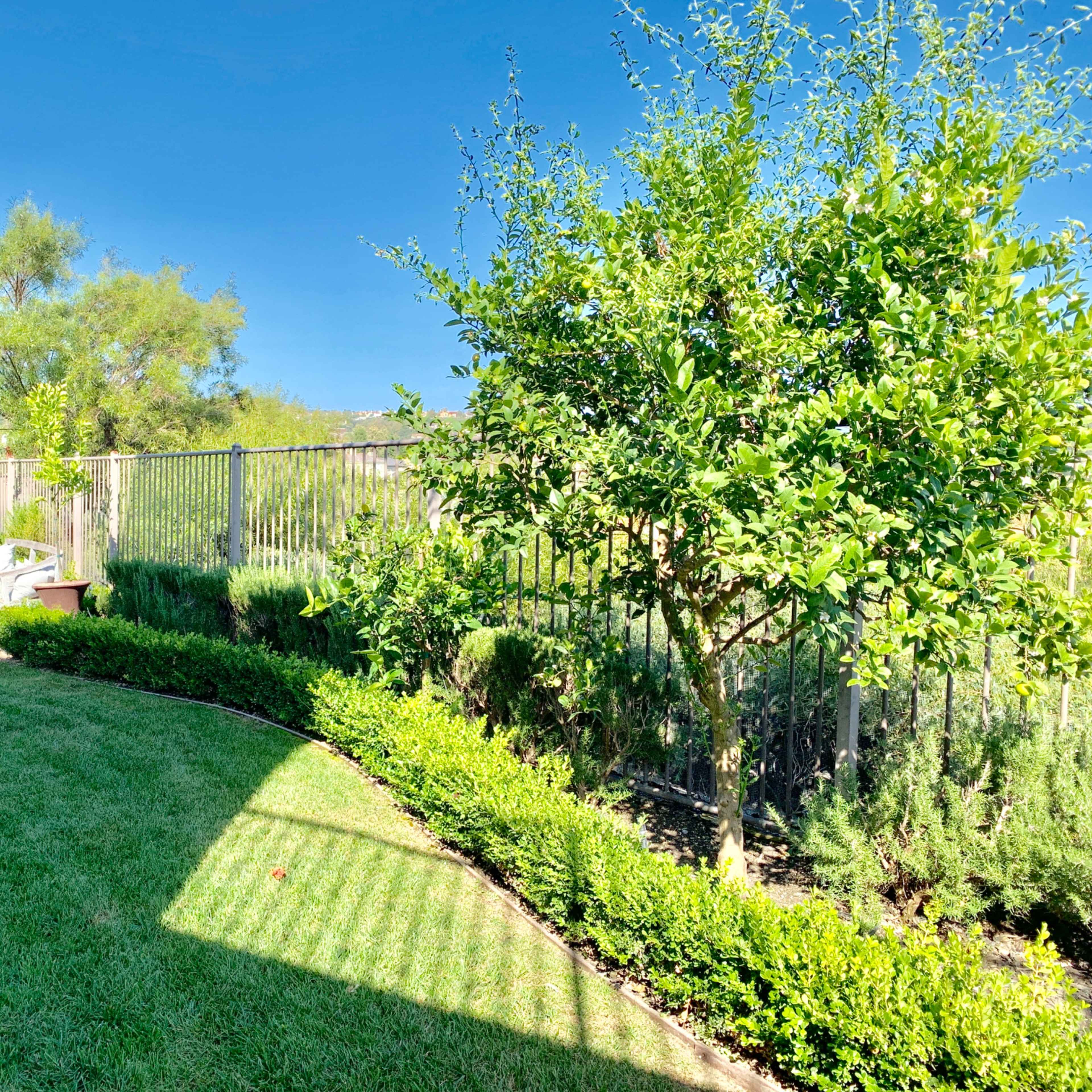 A lush green lawn is bordered by a fence and features a small bench and several trees.