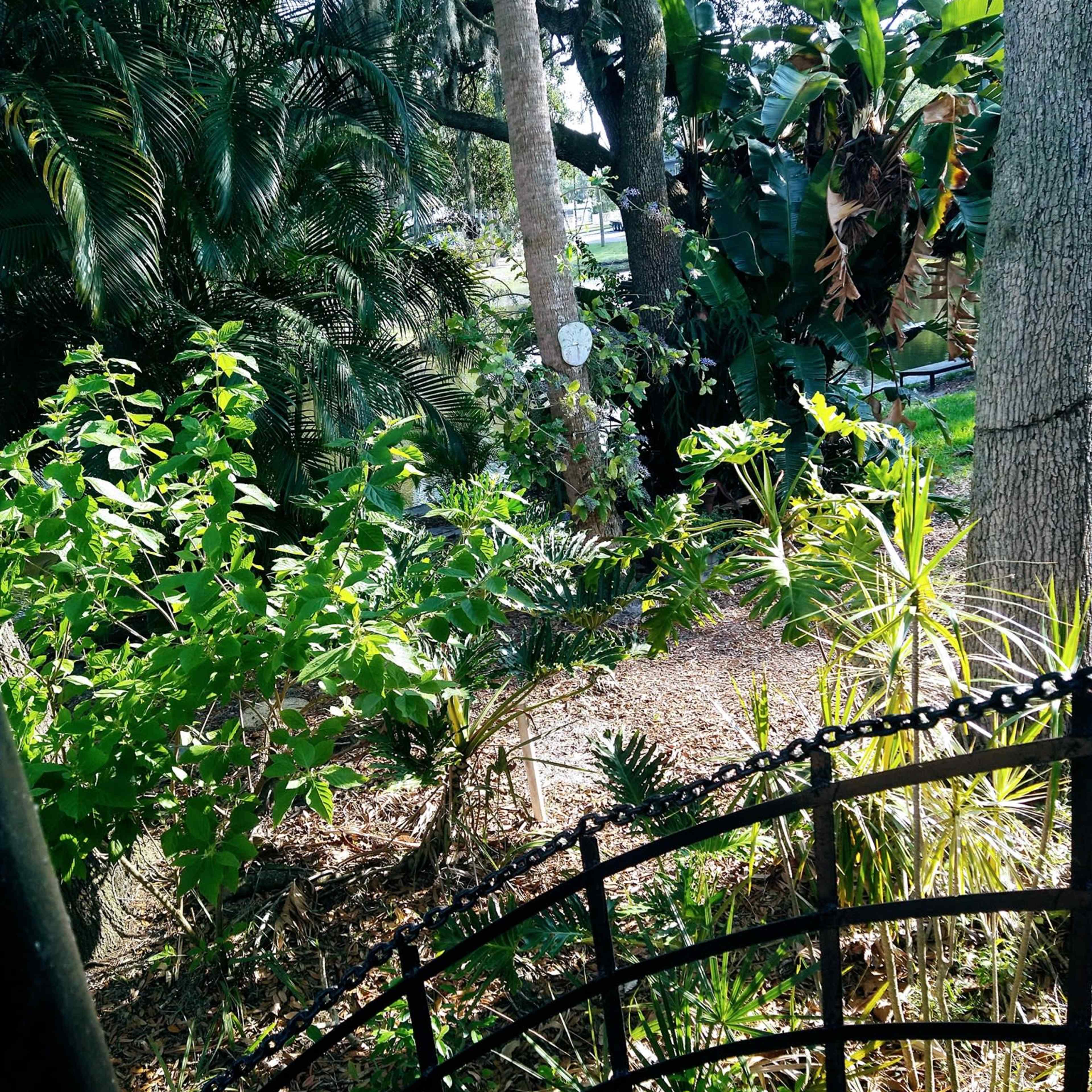 A lush garden area with various plants, trees, and a black metal fence in the foreground.