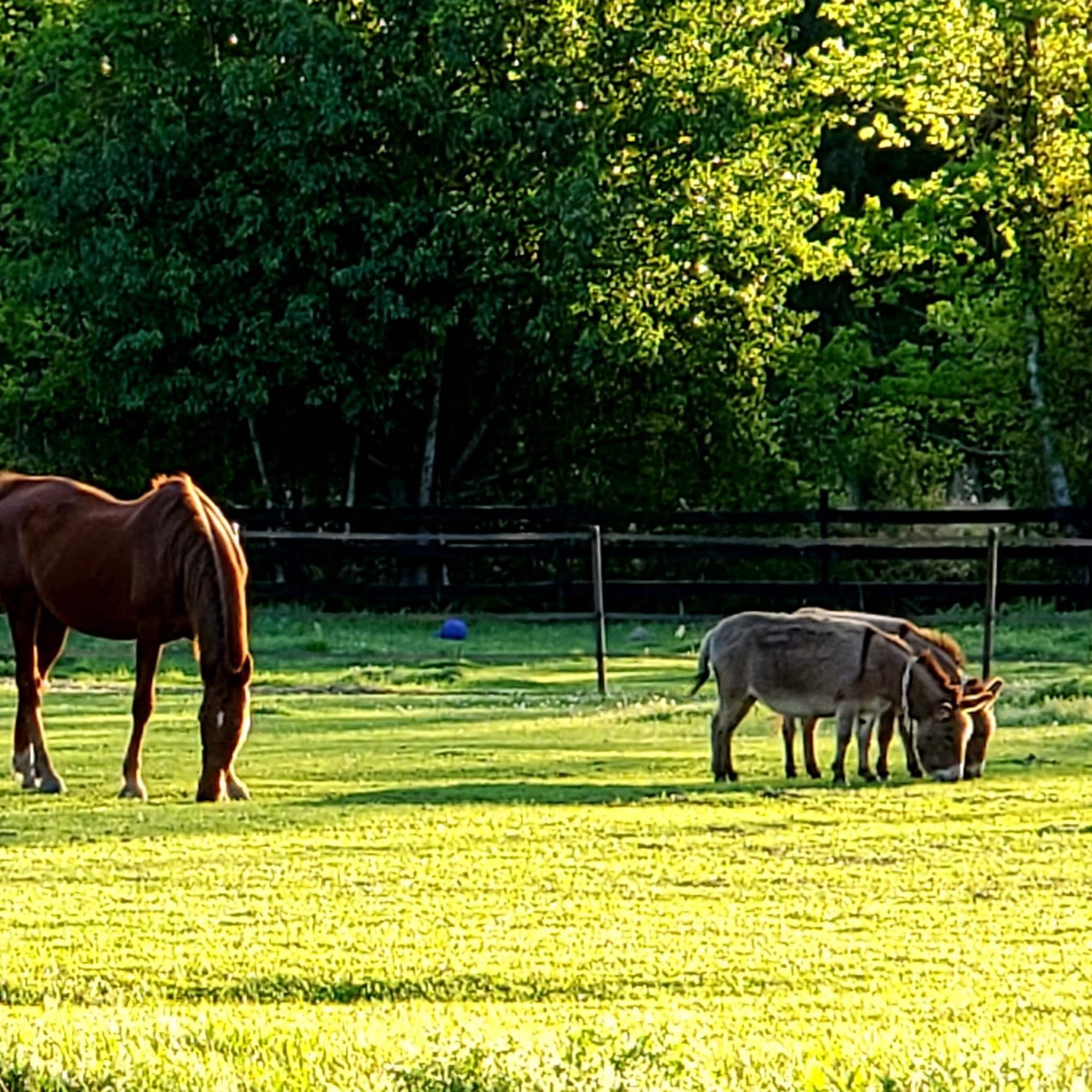 Two horses graze in a green pasture while a donkey stands nearby.