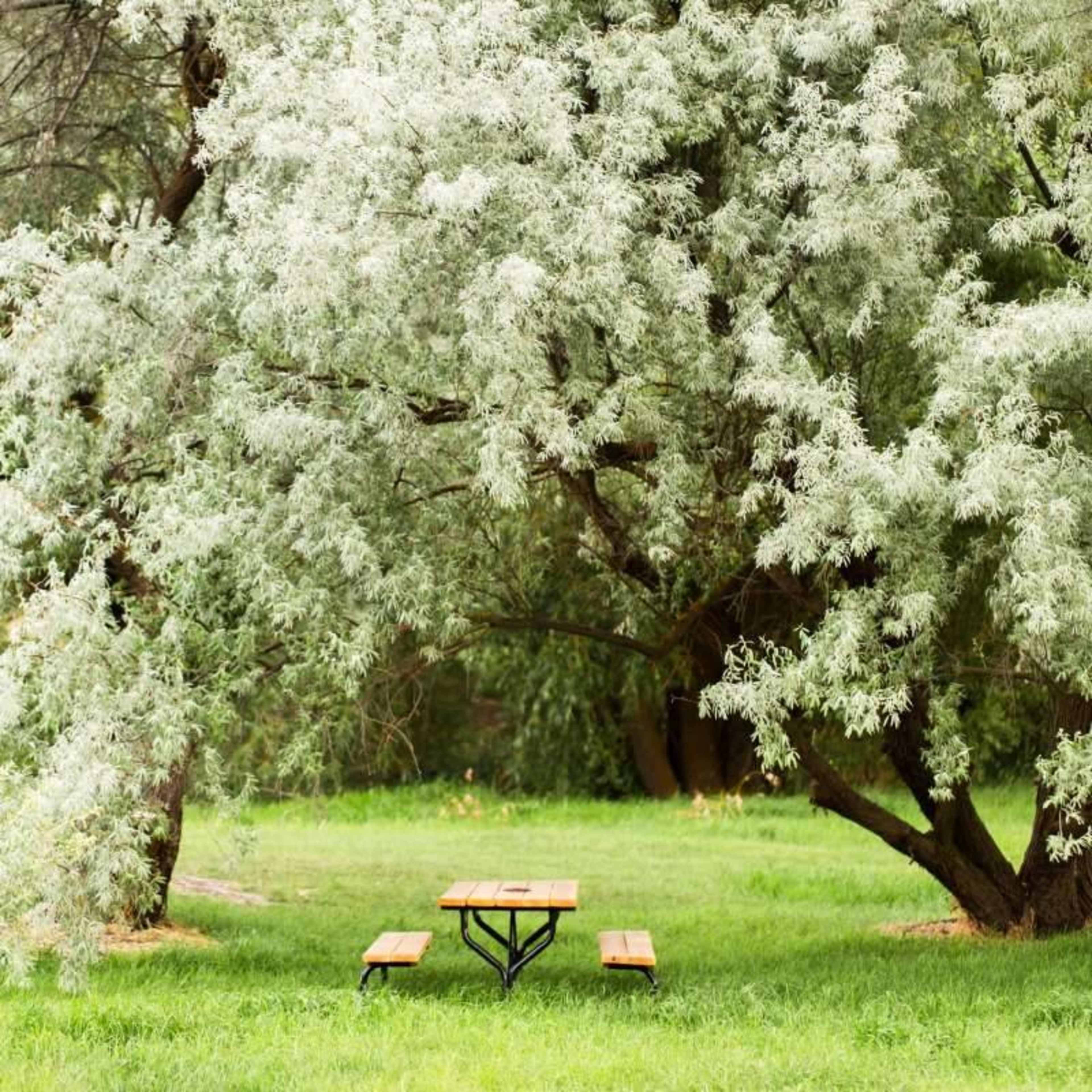 A wooden picnic table is situated under a canopy of leafy trees in a grassy area.