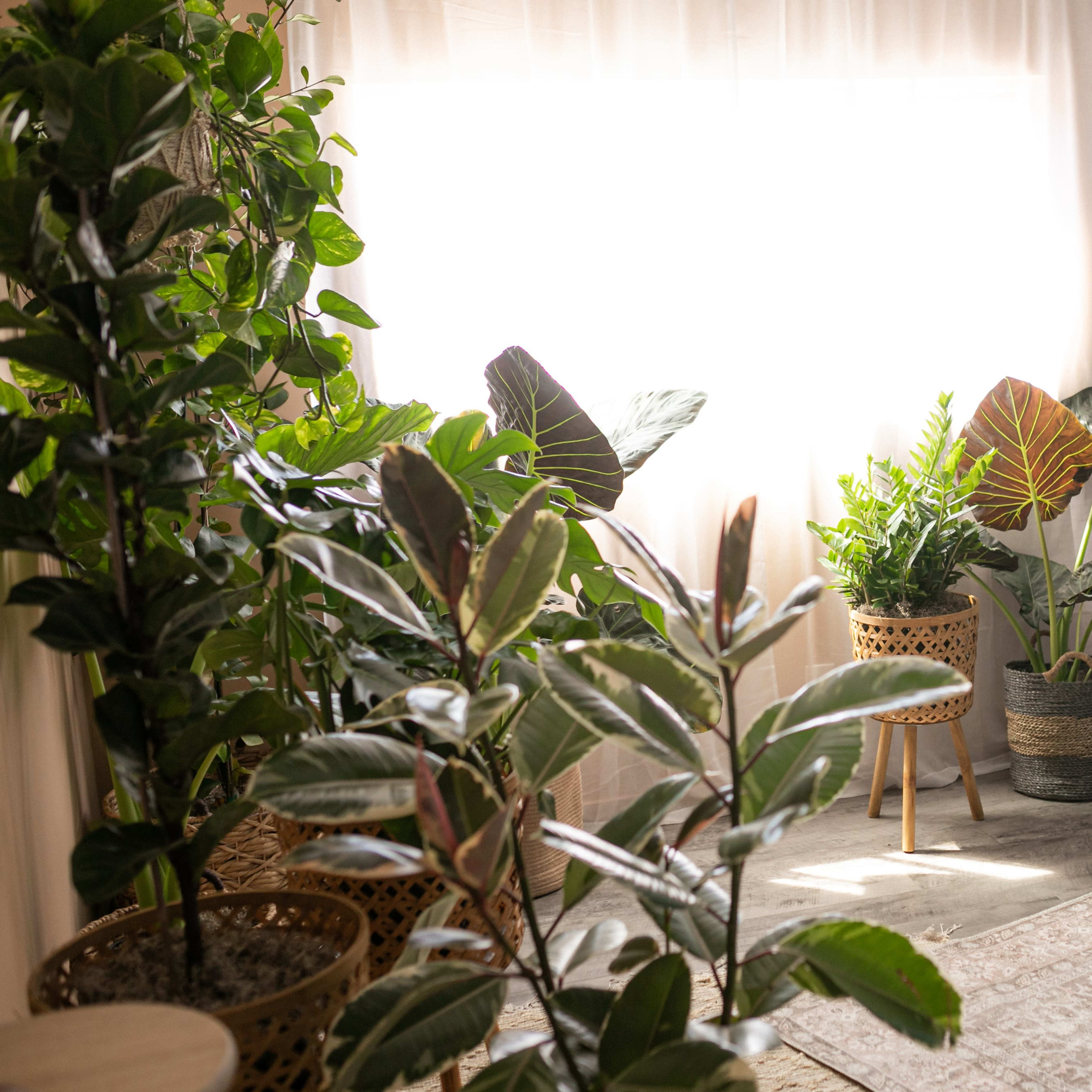 A bright, indoor space features several potted plants and a large mirror beside a window with sheer curtains.