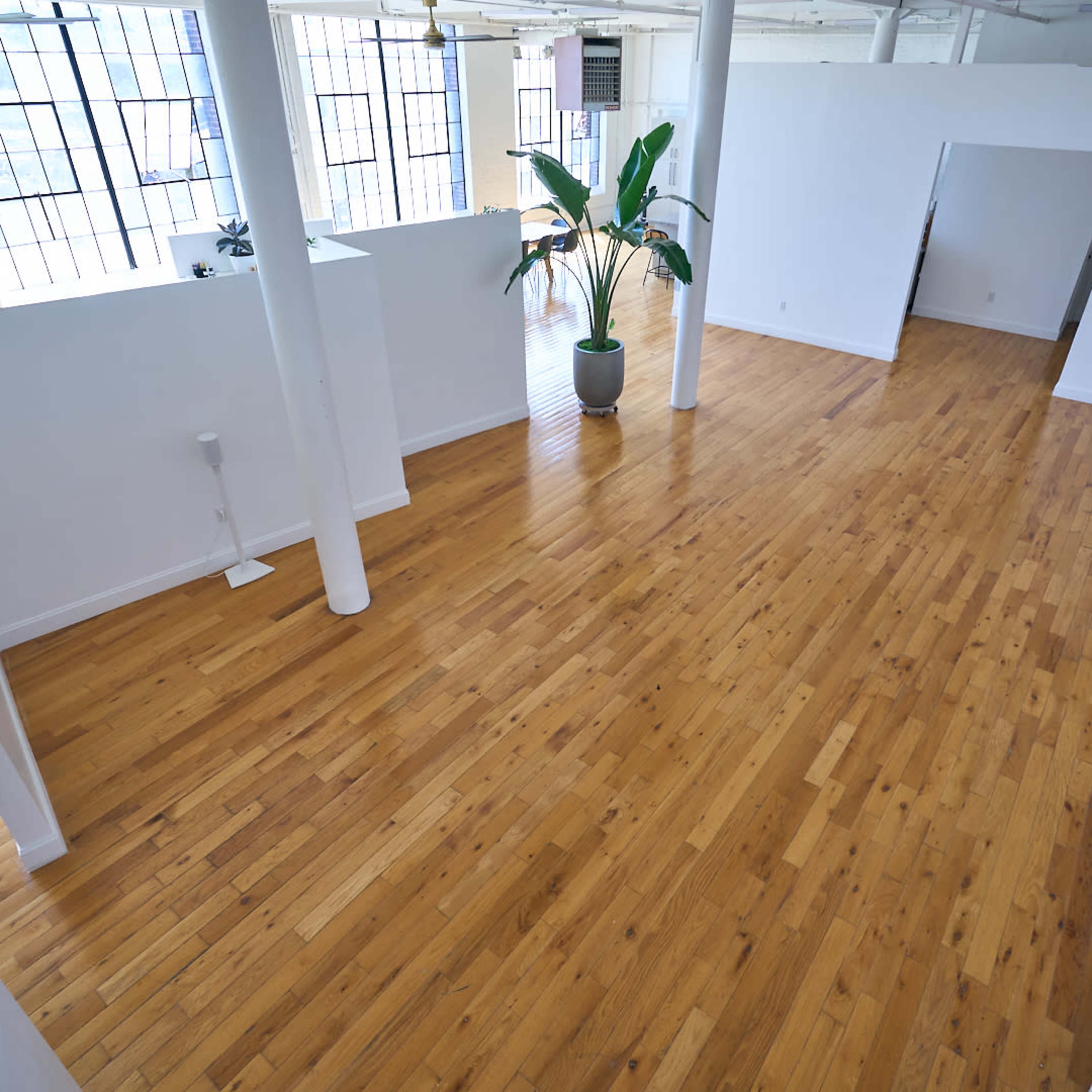 A spacious, empty room with hardwood flooring, large windows, and a potted plant in the corner.