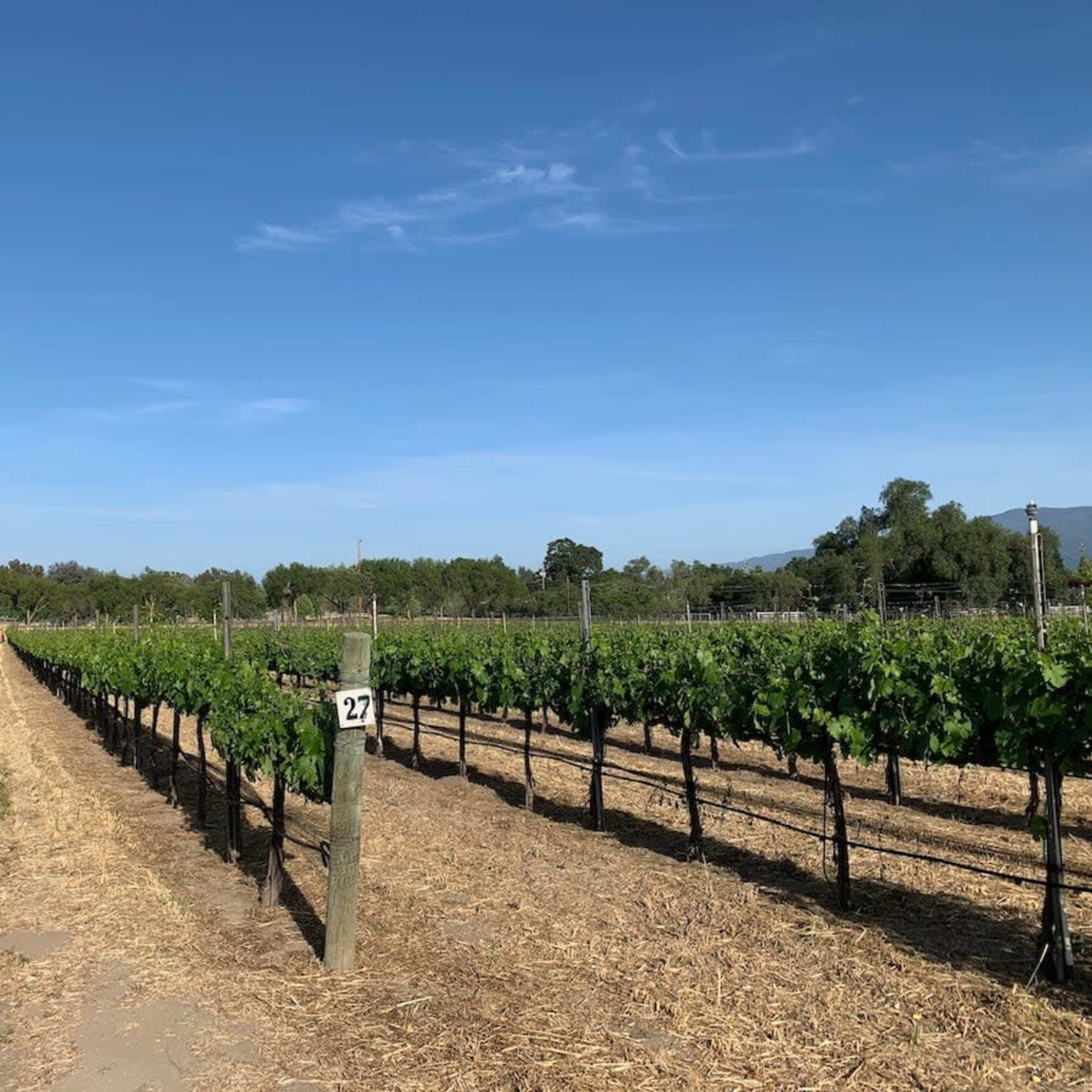 A row of grapevines stretches along a vineyard under a clear blue sky, with a sign marked "27" positioned on a post.