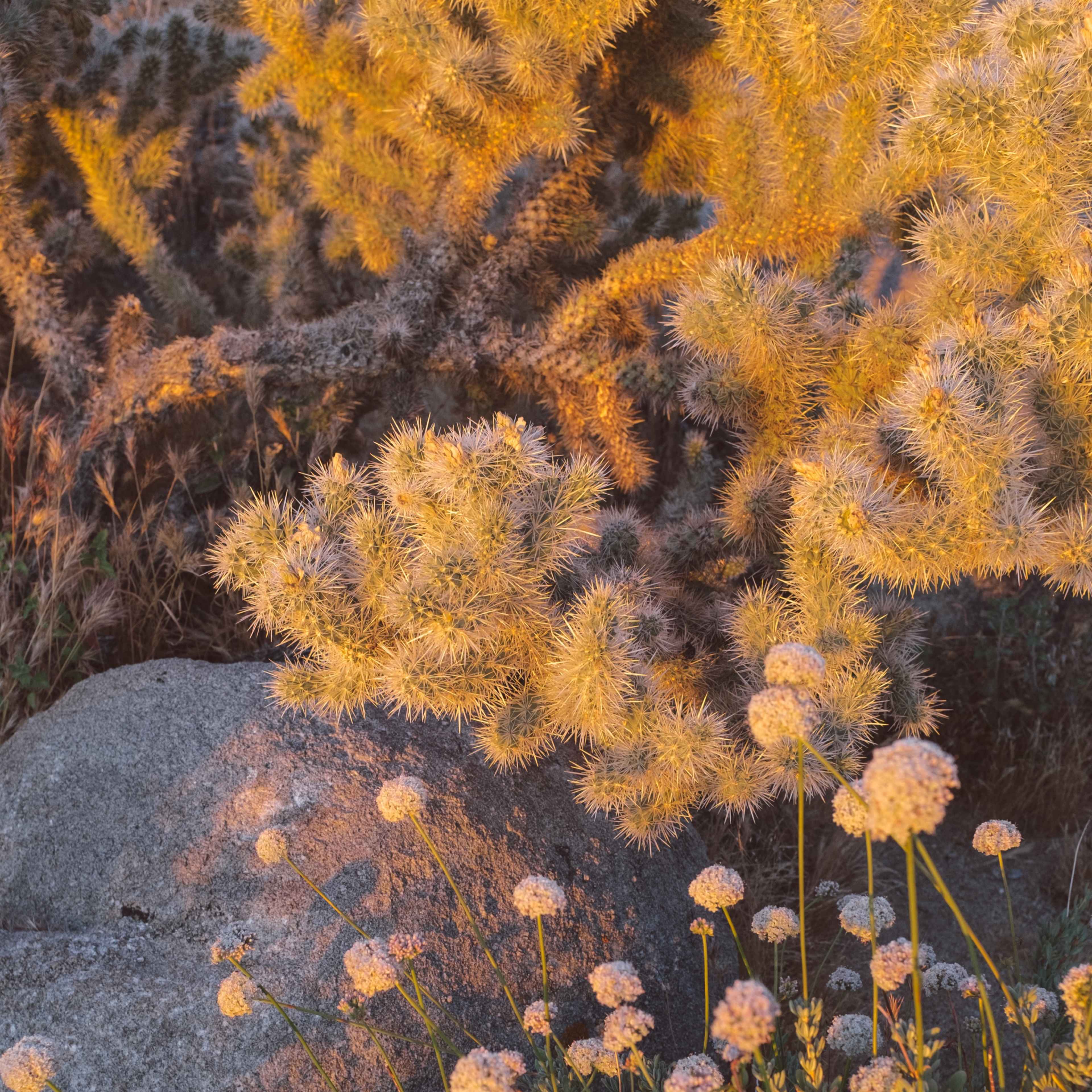 A patch of flowering plants in the foreground, with a large, spiny cactus and a rocky surface in the background, illuminated by warm light.