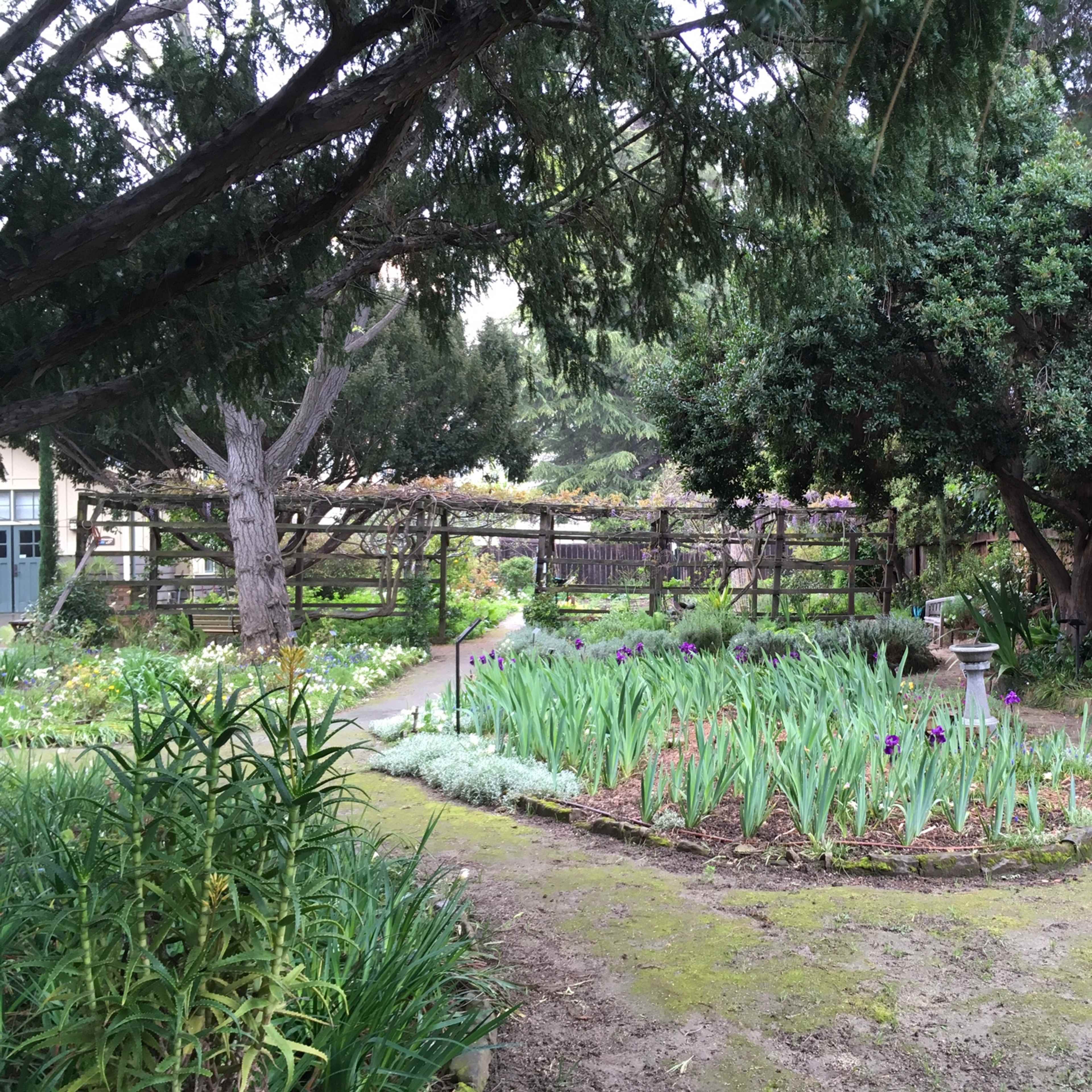 A winding path leads through a garden filled with green foliage and blooming irises, bordered by wooden fencing and trees.