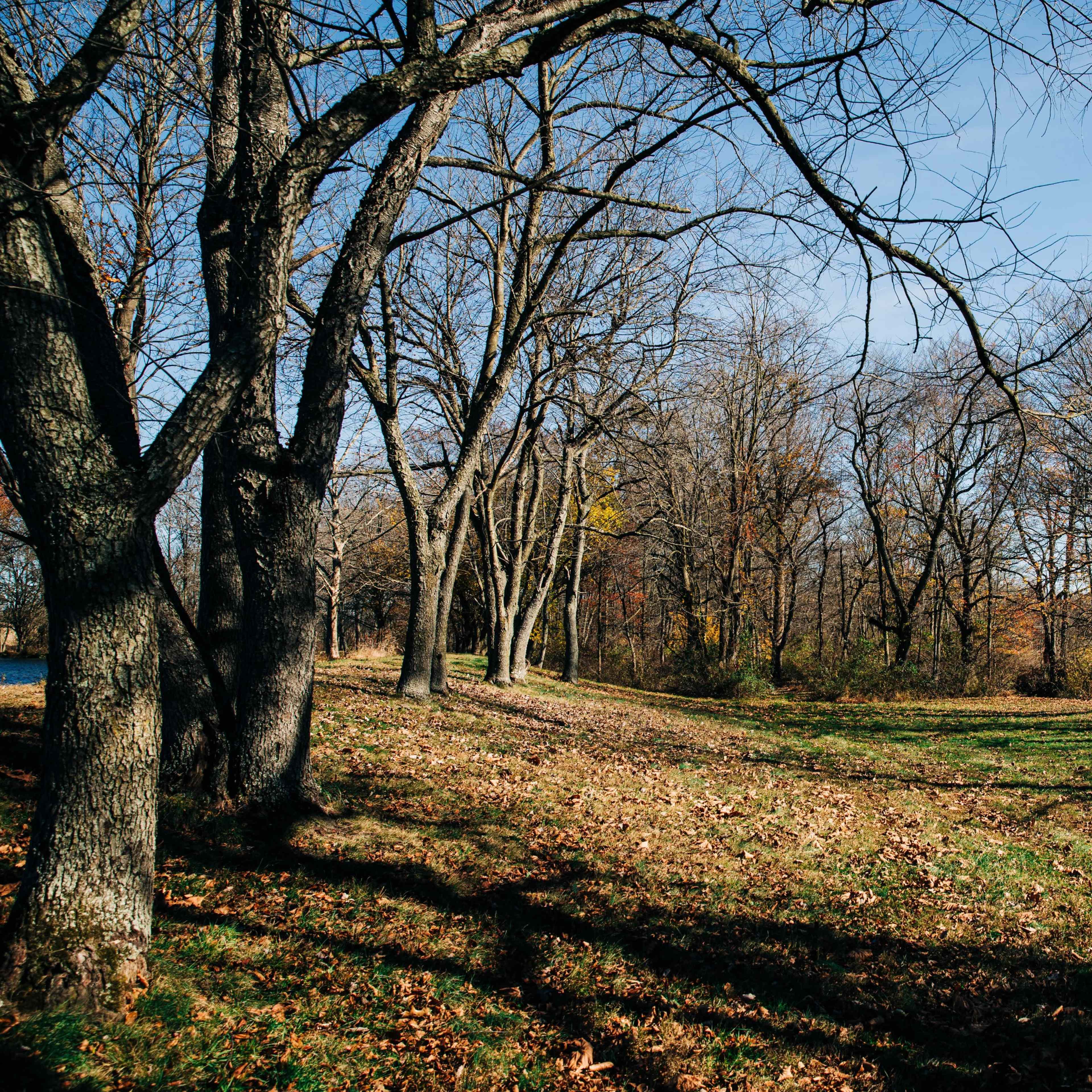 A tree-lined path features bare trees and fallen leaves, leading into a grassy area under a clear sky.