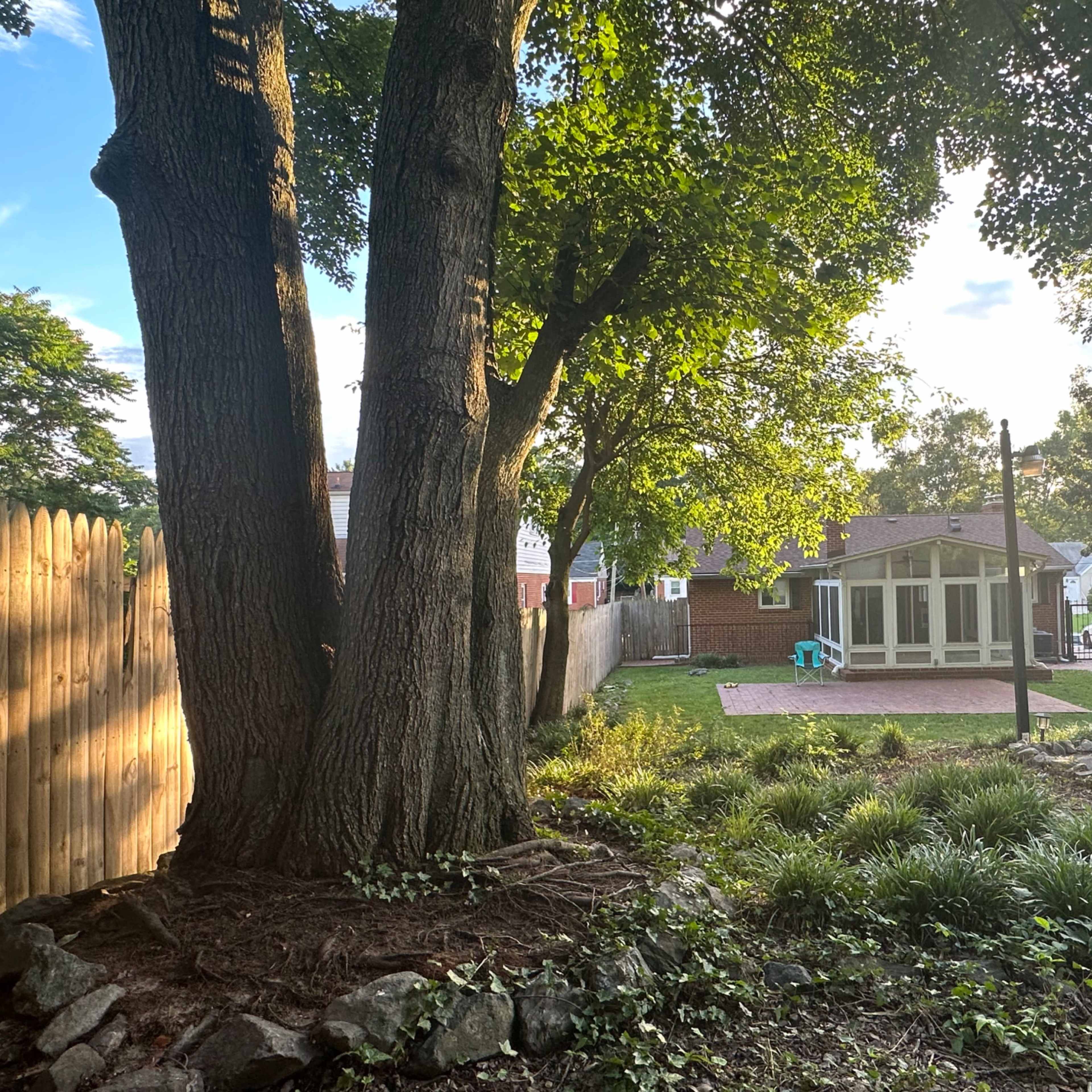A backyard with two large trees, a small patio area with a screened-in porch, and a grassy lawn enclosed by a wooden fence.