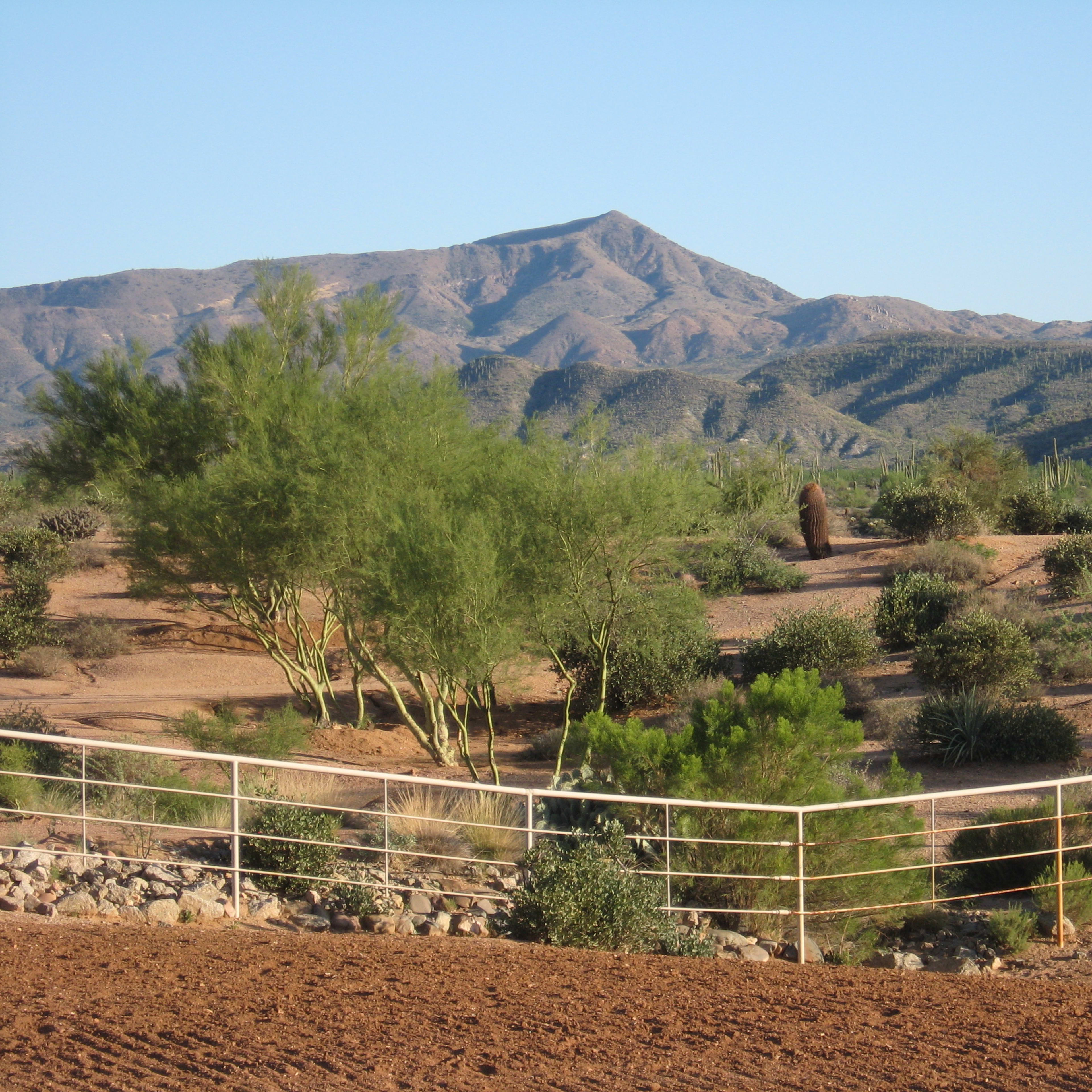 A desert landscape with sparse vegetation, including cacti, and a mountain range in the background.