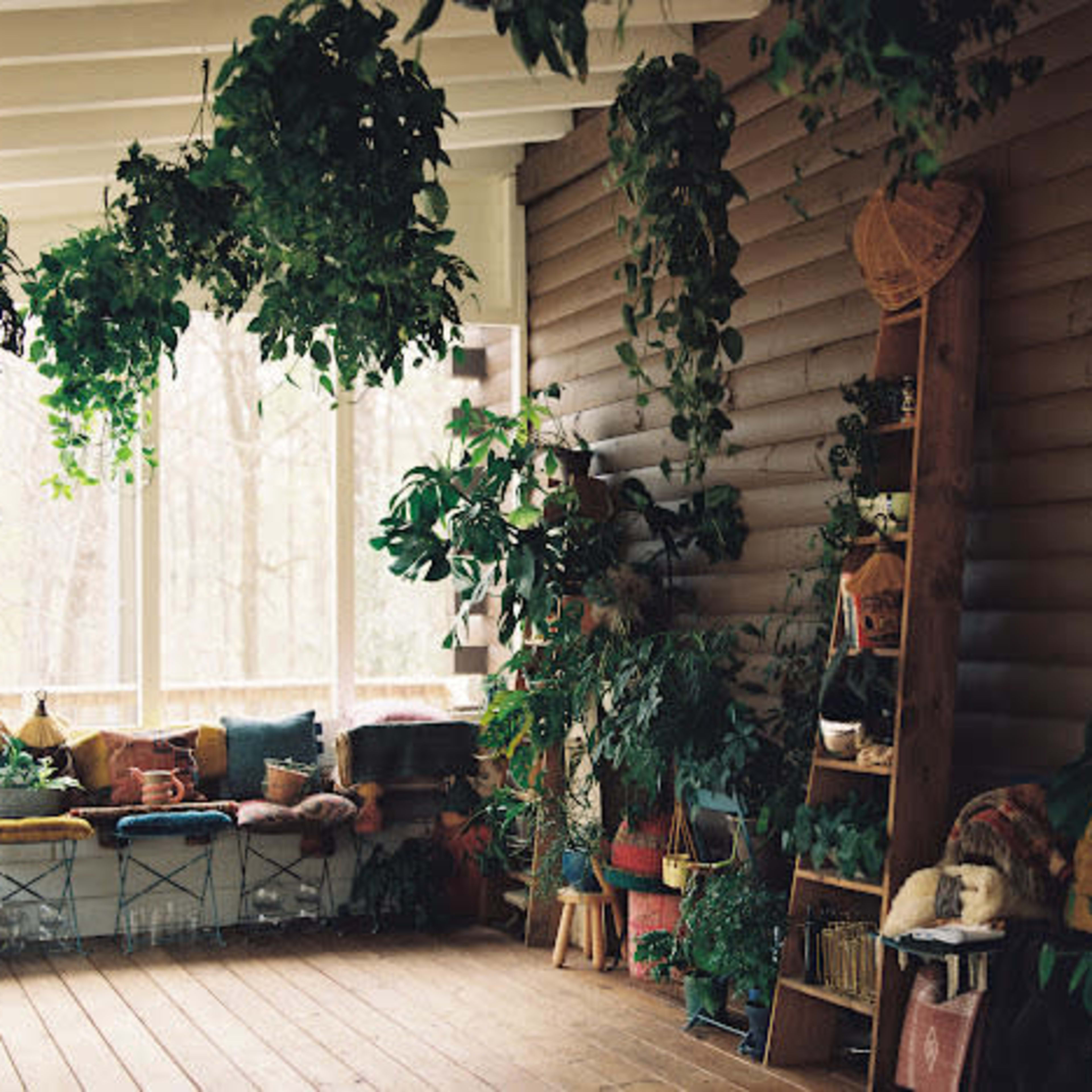 A sunlit room filled with various indoor plants, a cozy seating area, and a wooden shelf displaying books and decor.