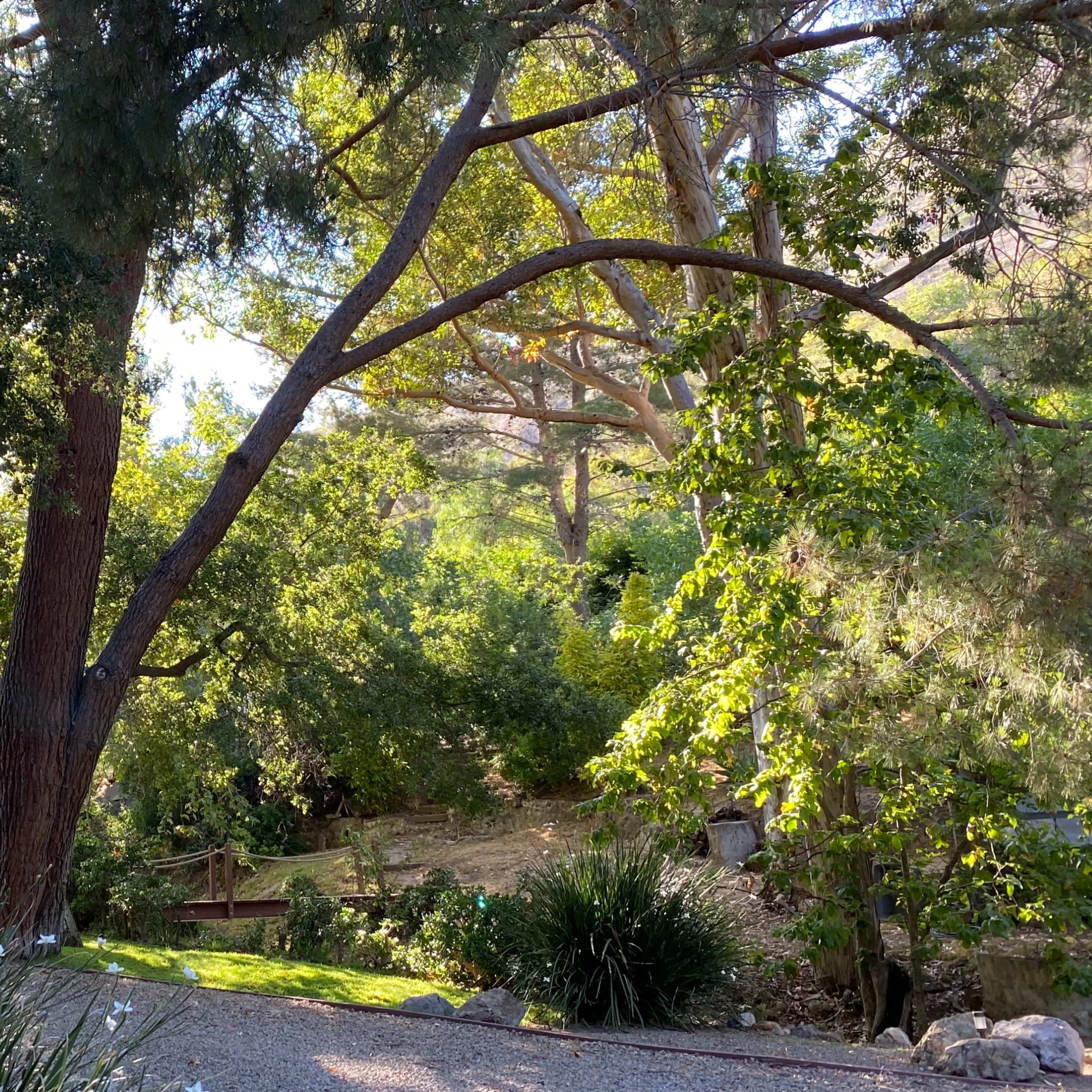 A path winds through a lush garden filled with large trees and greenery under bright sunlight.
