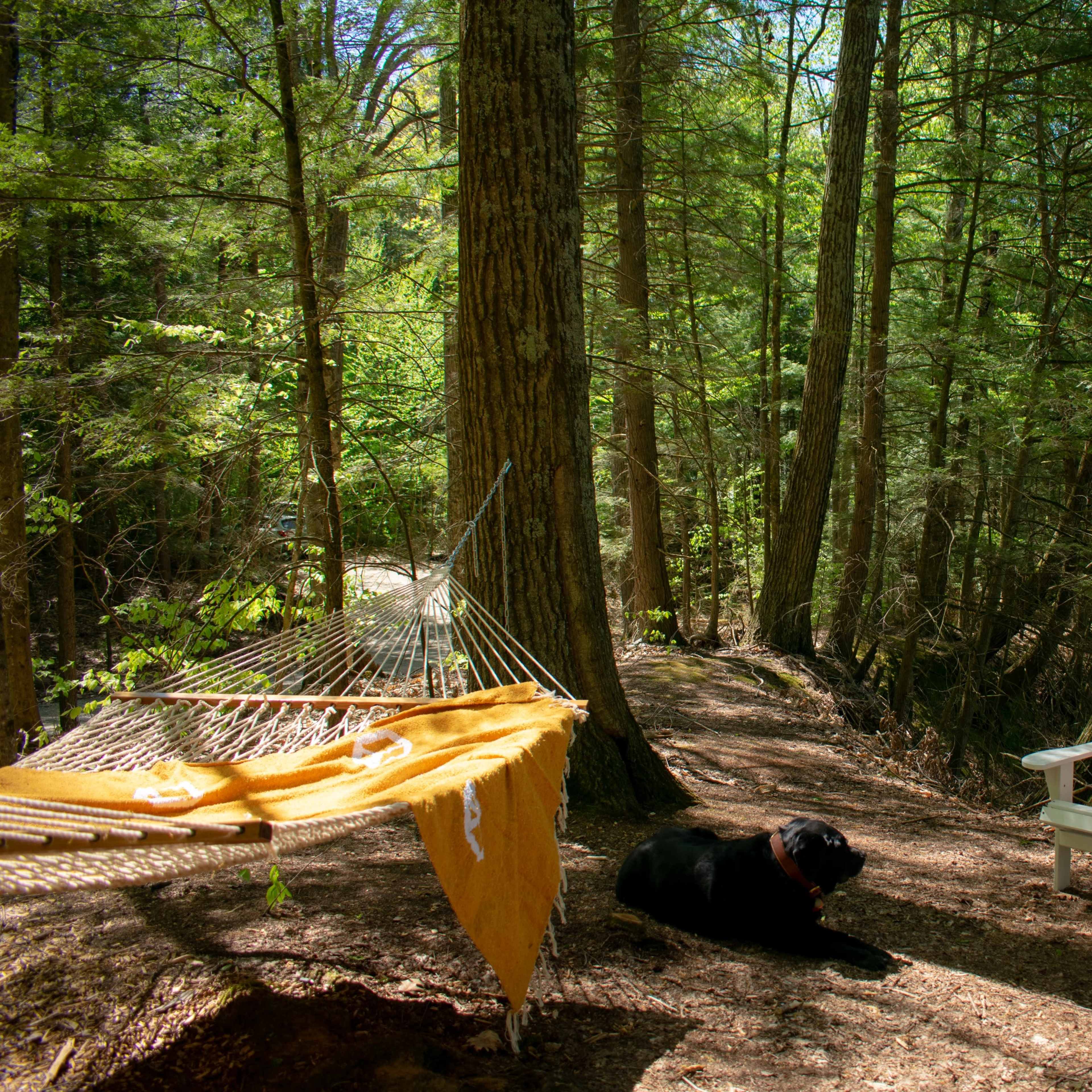 A black dog rests on the forest floor beside two white chairs and a hammock draped with a yellow blanket amid tall trees.