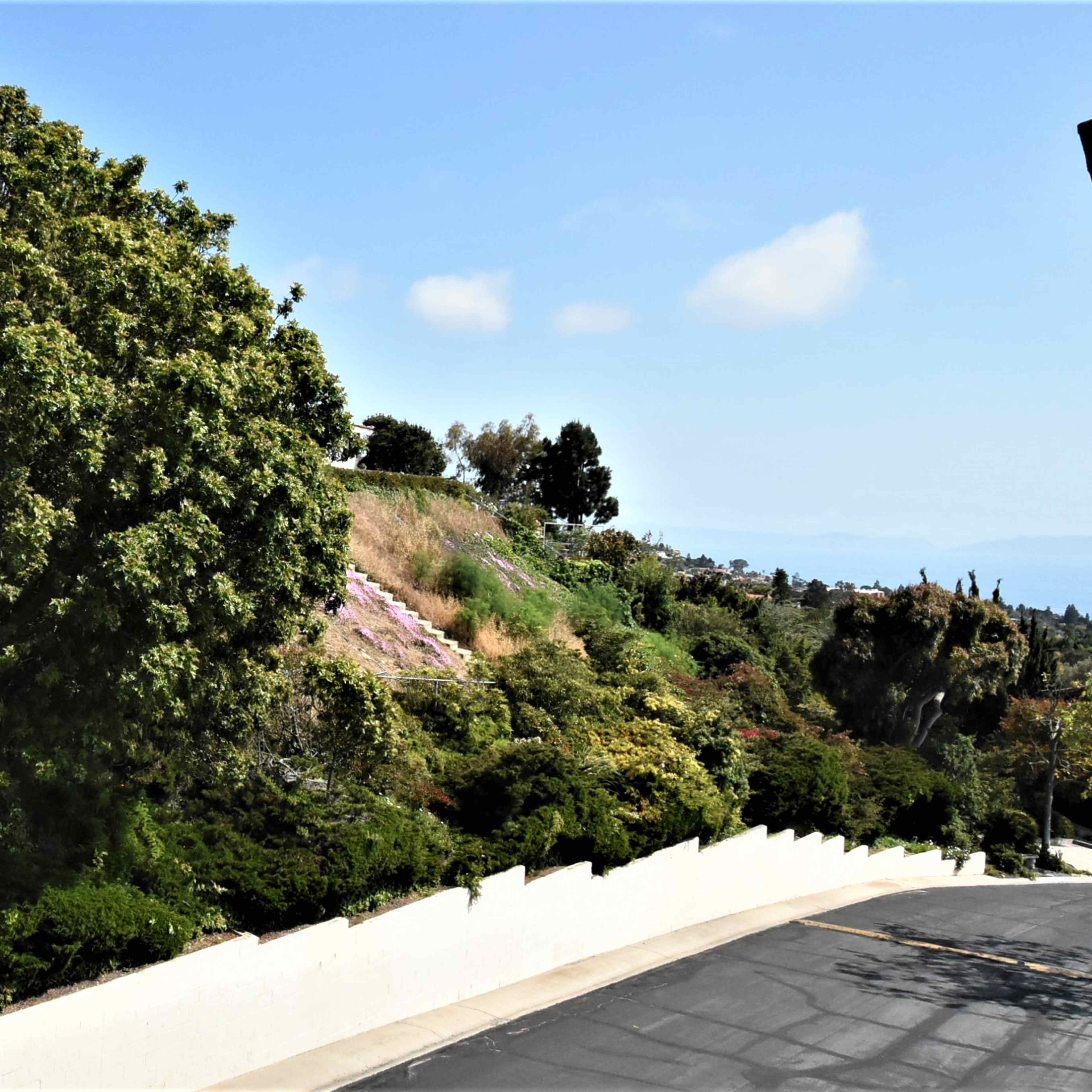 A steep hillside is covered with various shrubs and trees, bordered by a white wall and a paved road.