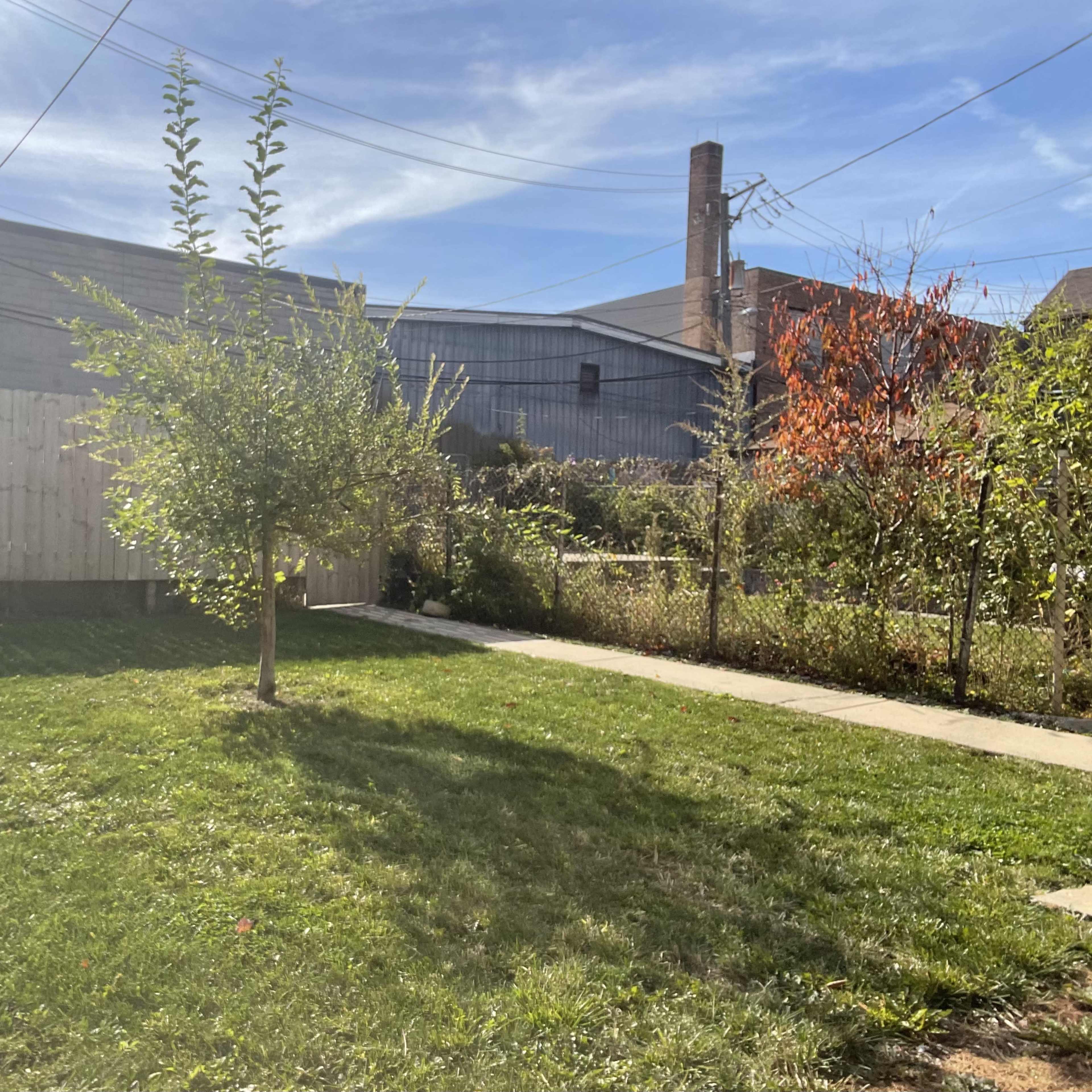 A small backyard features a young tree, a patch of grass, and surrounding shrubs with a wooden fence in the background.