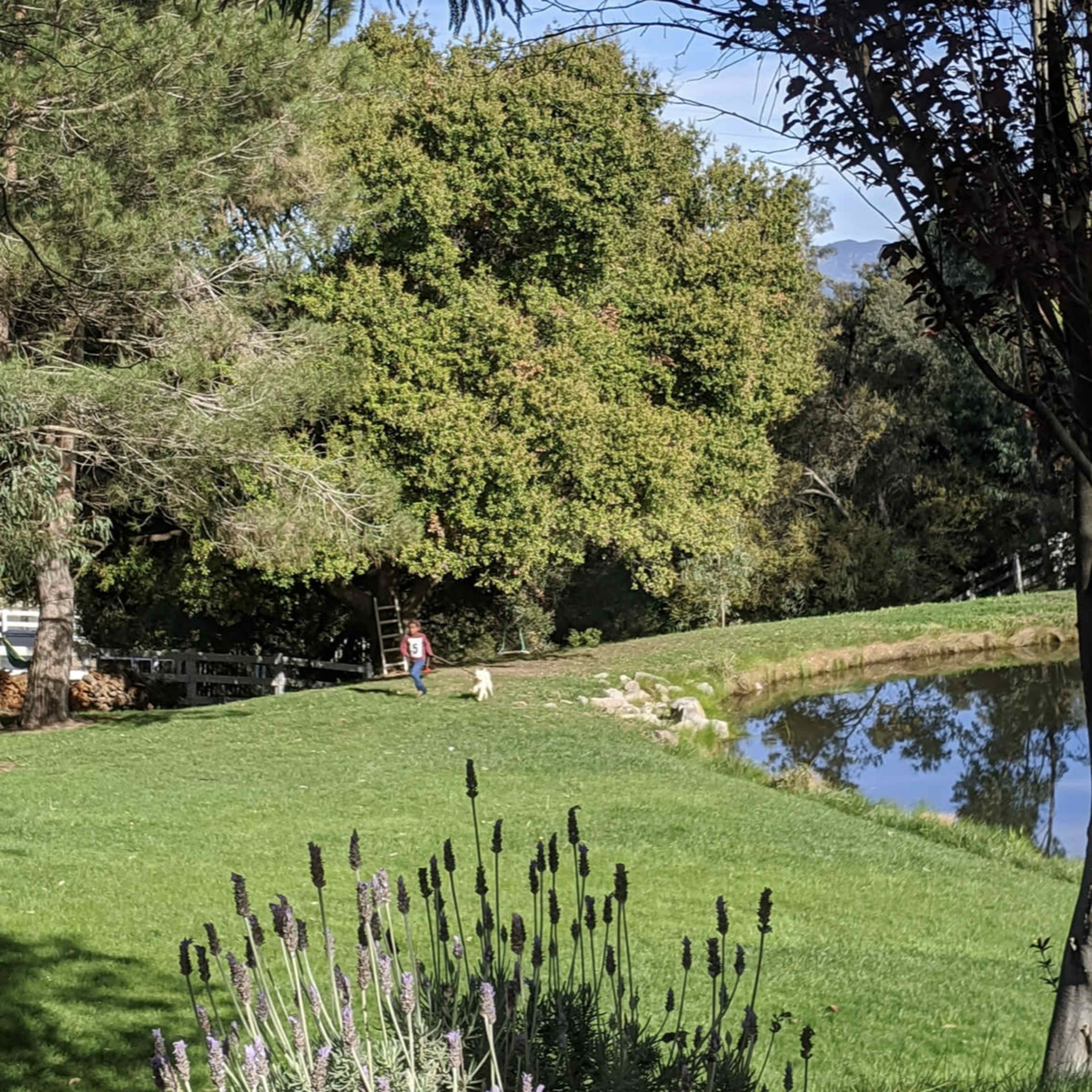 A person walks a dog beside a pond, with a ladder propped against a tree in the background.