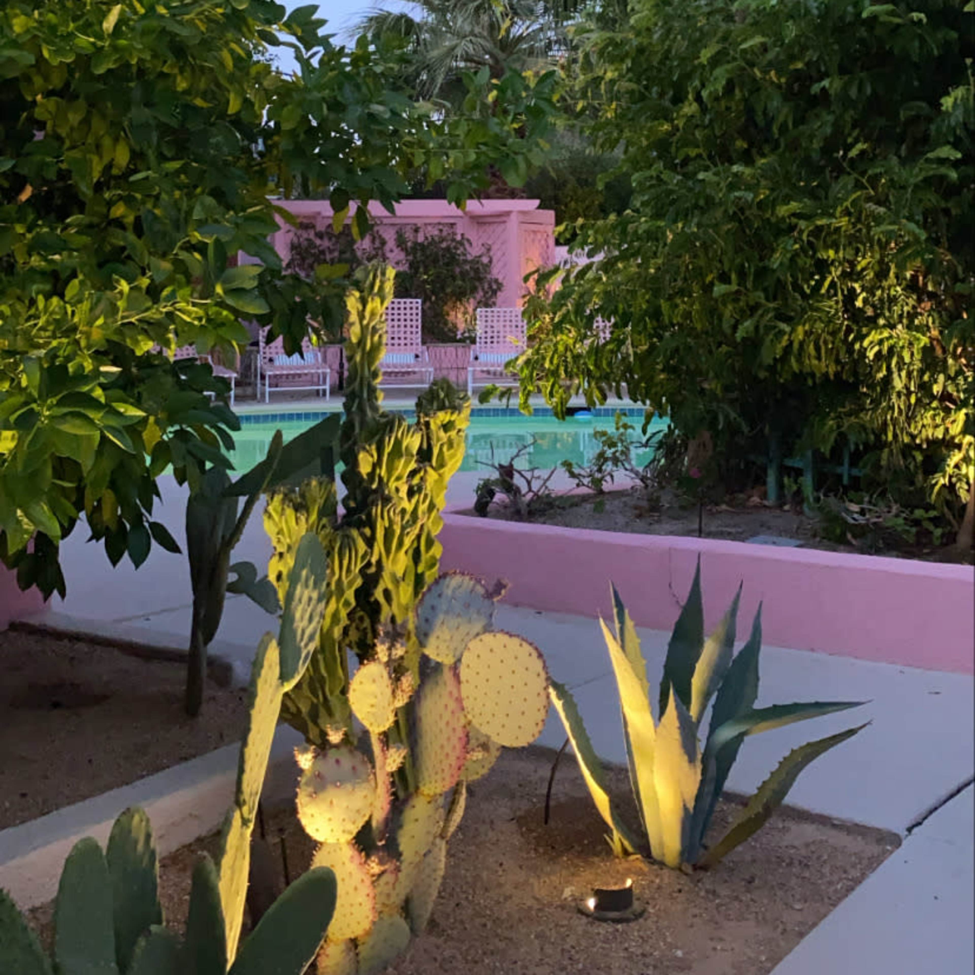 A landscaped area with cacti and tropical plants, illuminated by soft lighting, adjacent to a pink pool area.