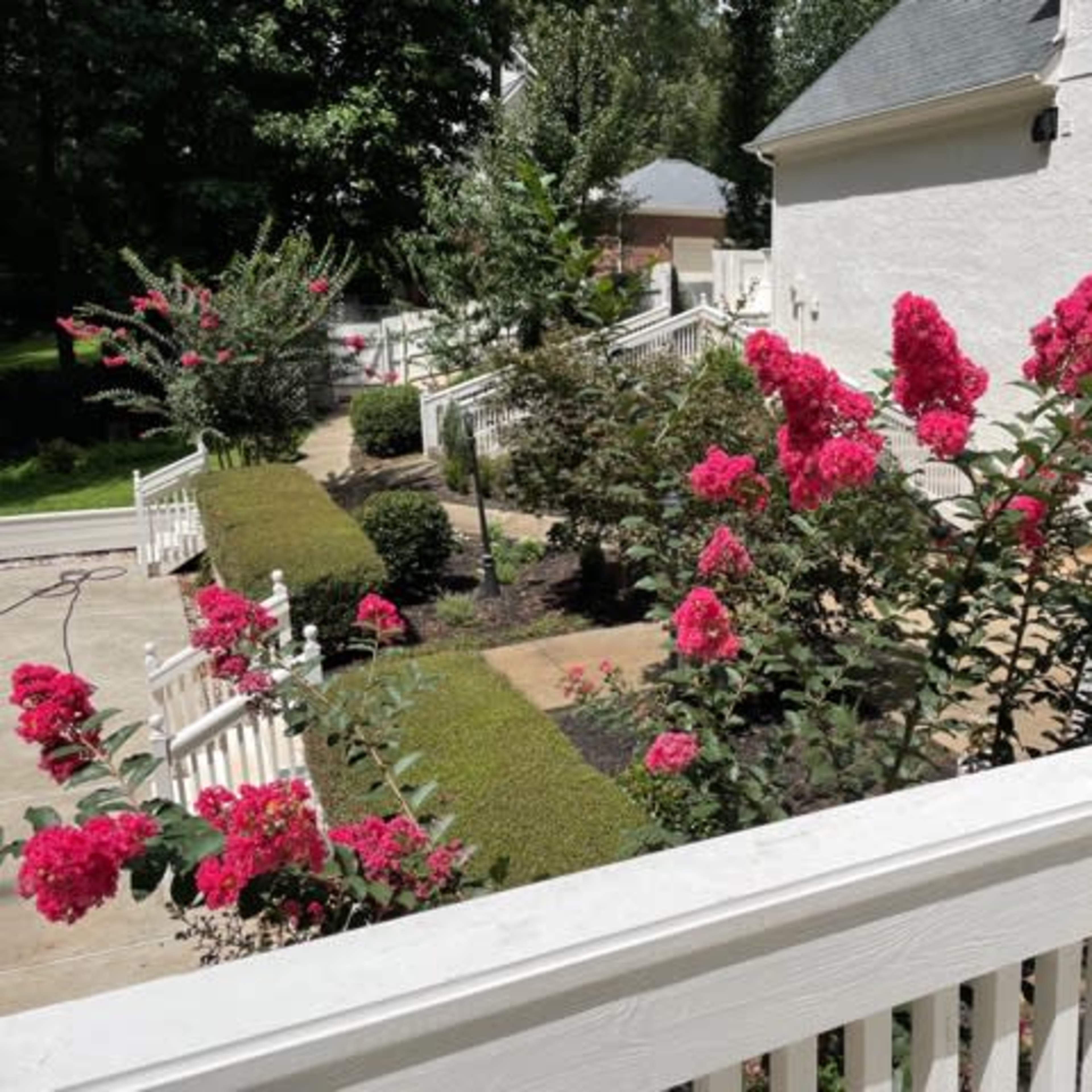 A landscaped yard featuring vibrant pink flowers, low hedges, and a white railing near a residential building.