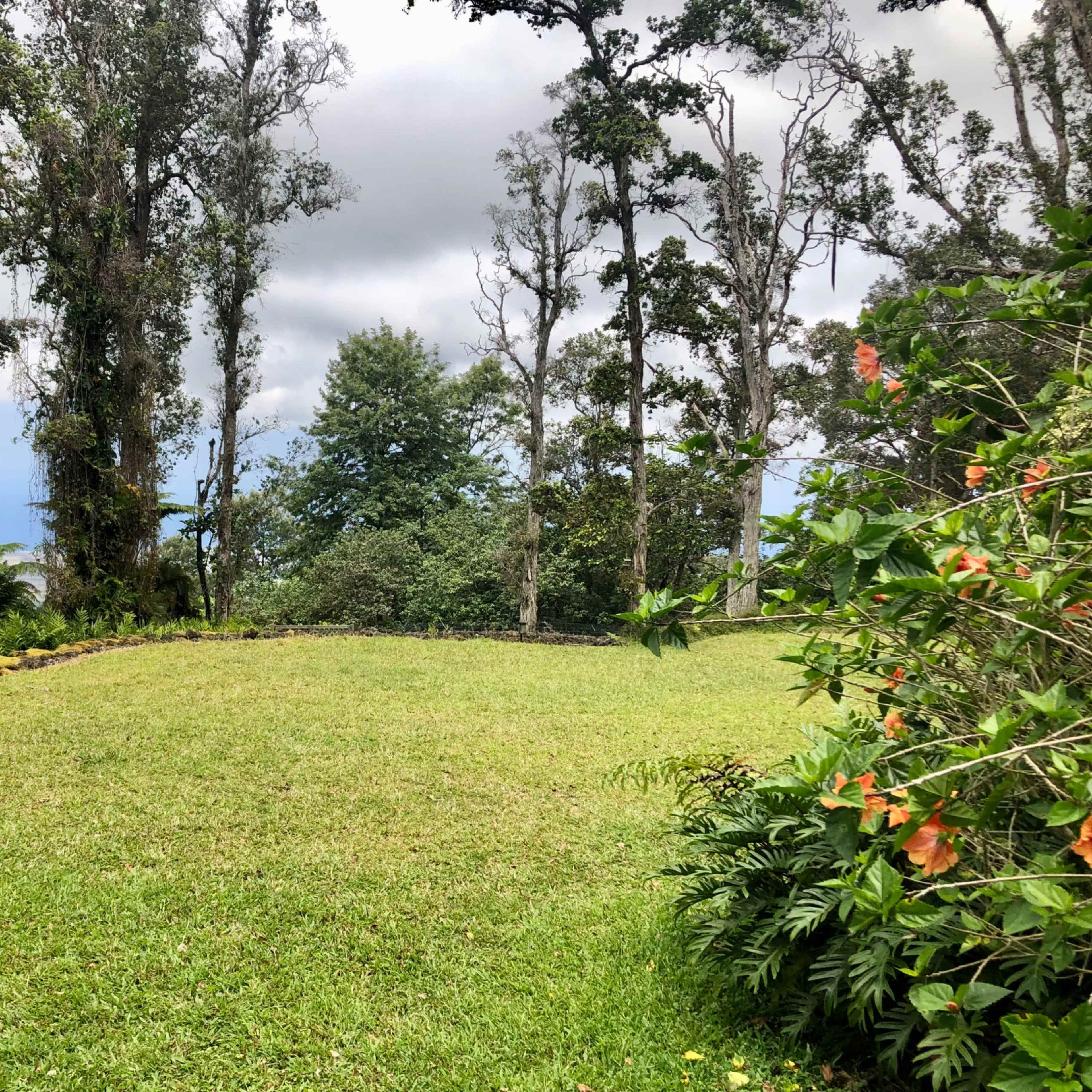 A grassy clearing surrounded by trees and bushes in a natural setting.