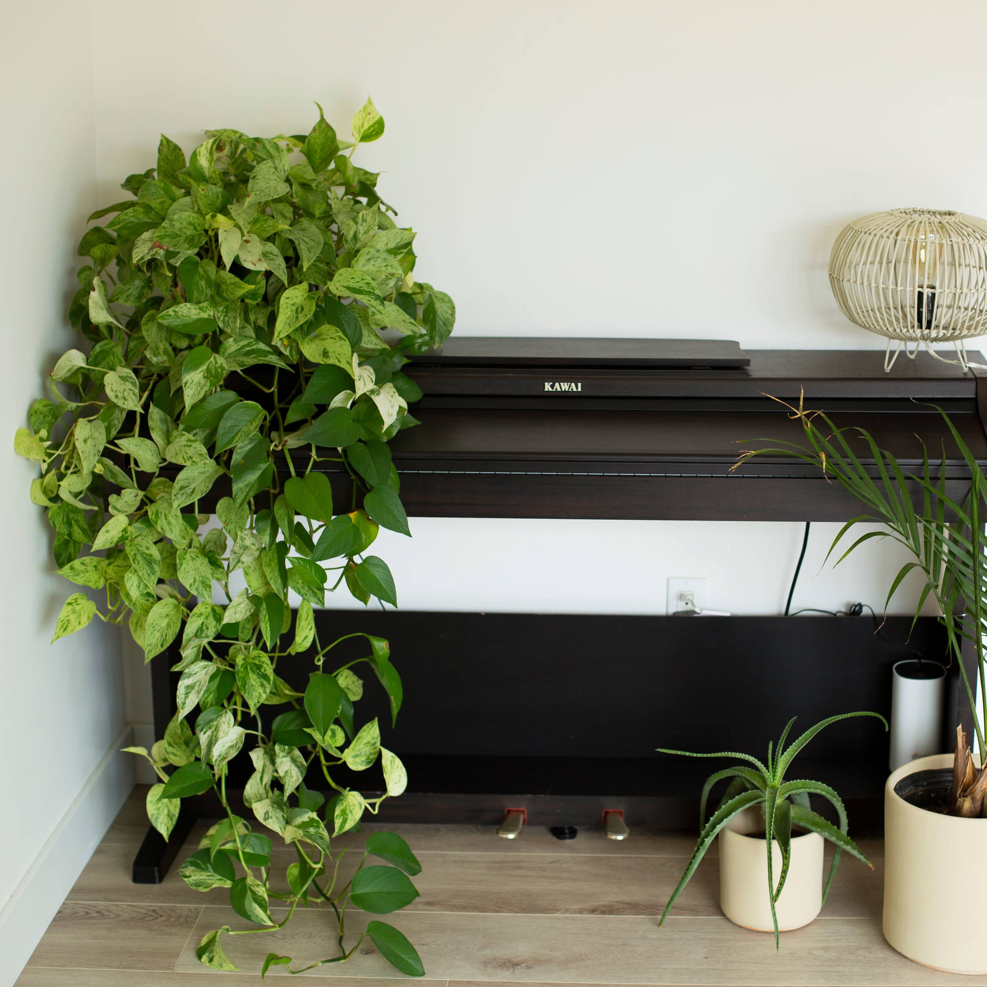 A digital piano is positioned against a wall, flanked by two potted plants.