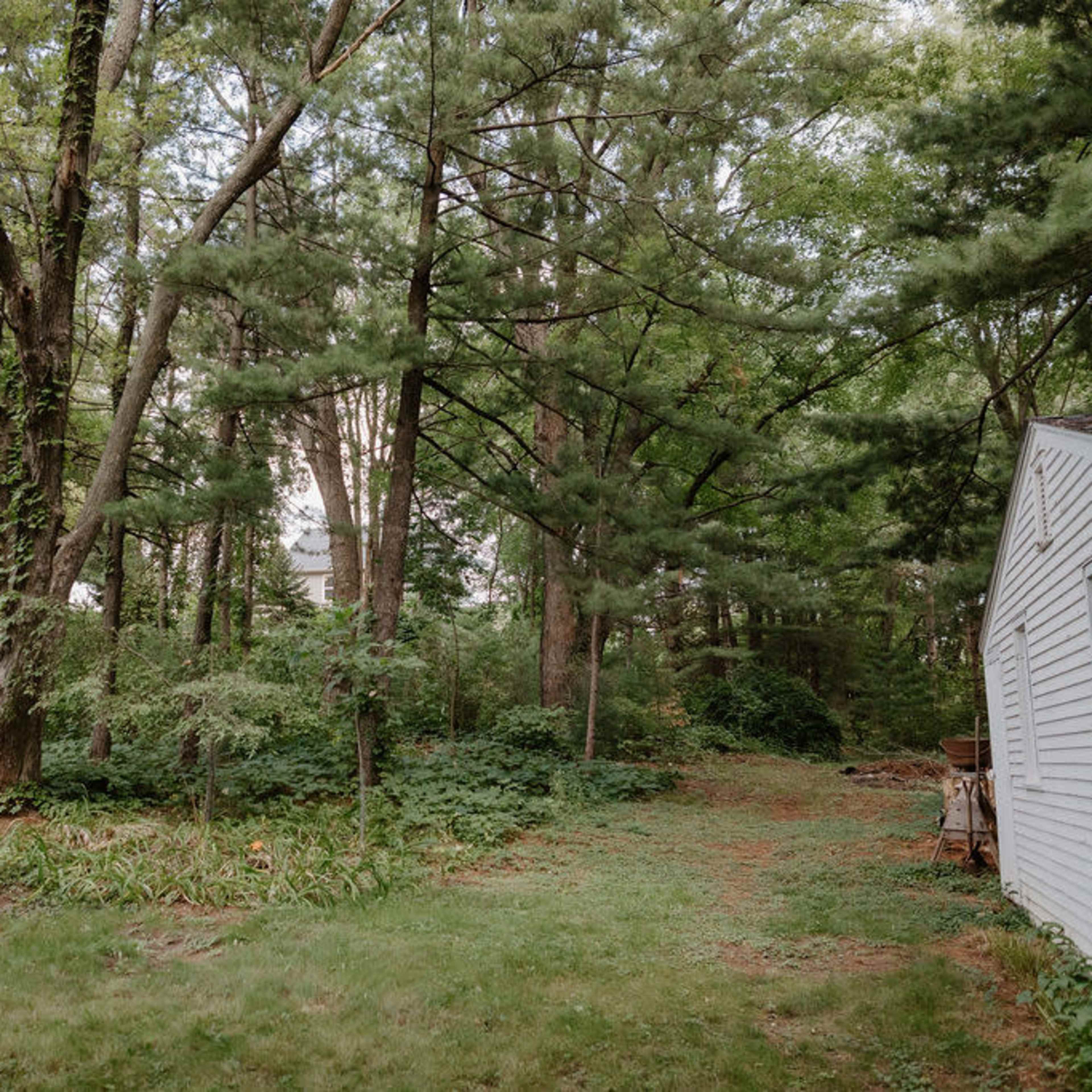 A wooden bench is placed in a grassy area surrounded by tall trees and dense foliage.