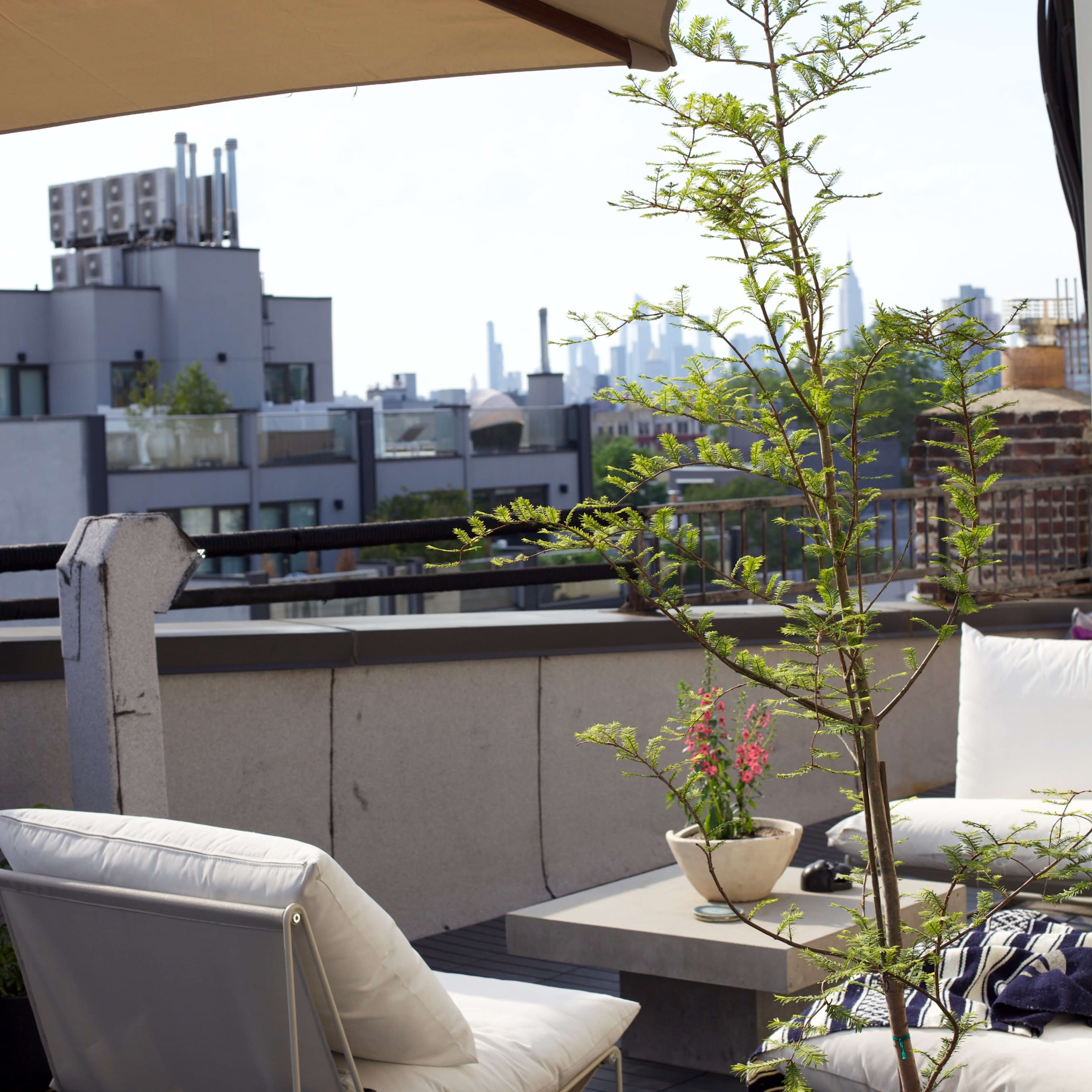 A rooftop terrace features a potted plant and outdoor furniture with a view of city buildings in the background.