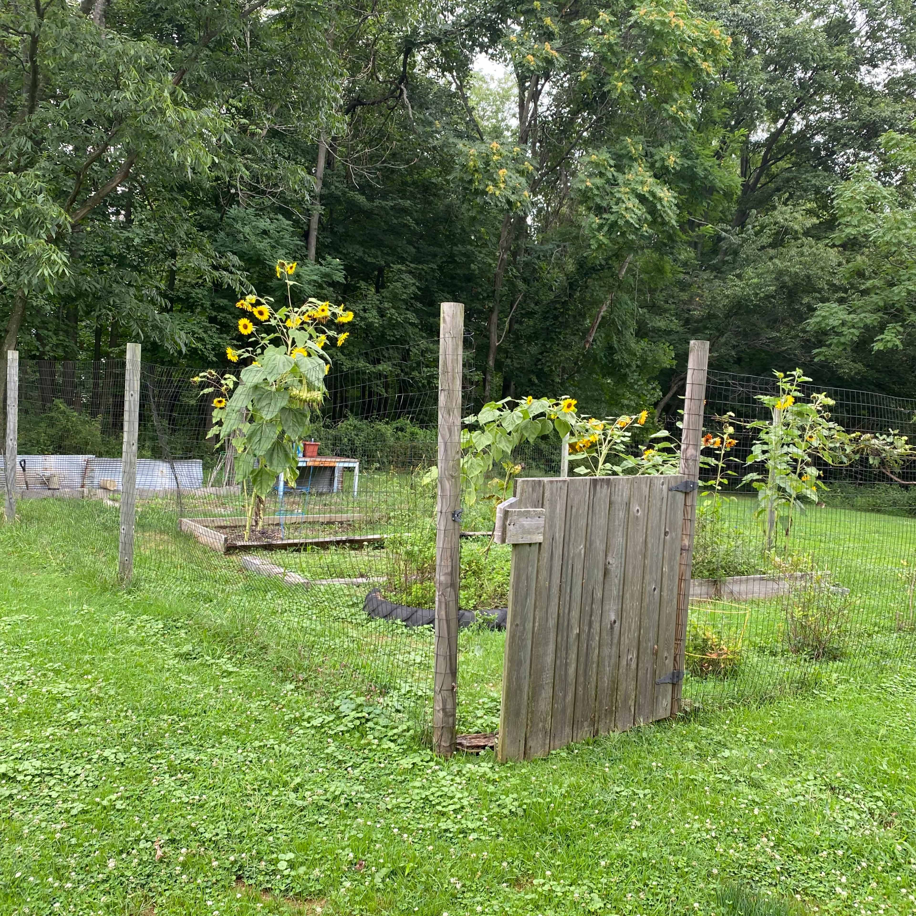A wooden gate opens to a small garden area surrounded by a fence, with sunflowers and raised planting beds visible in the background.