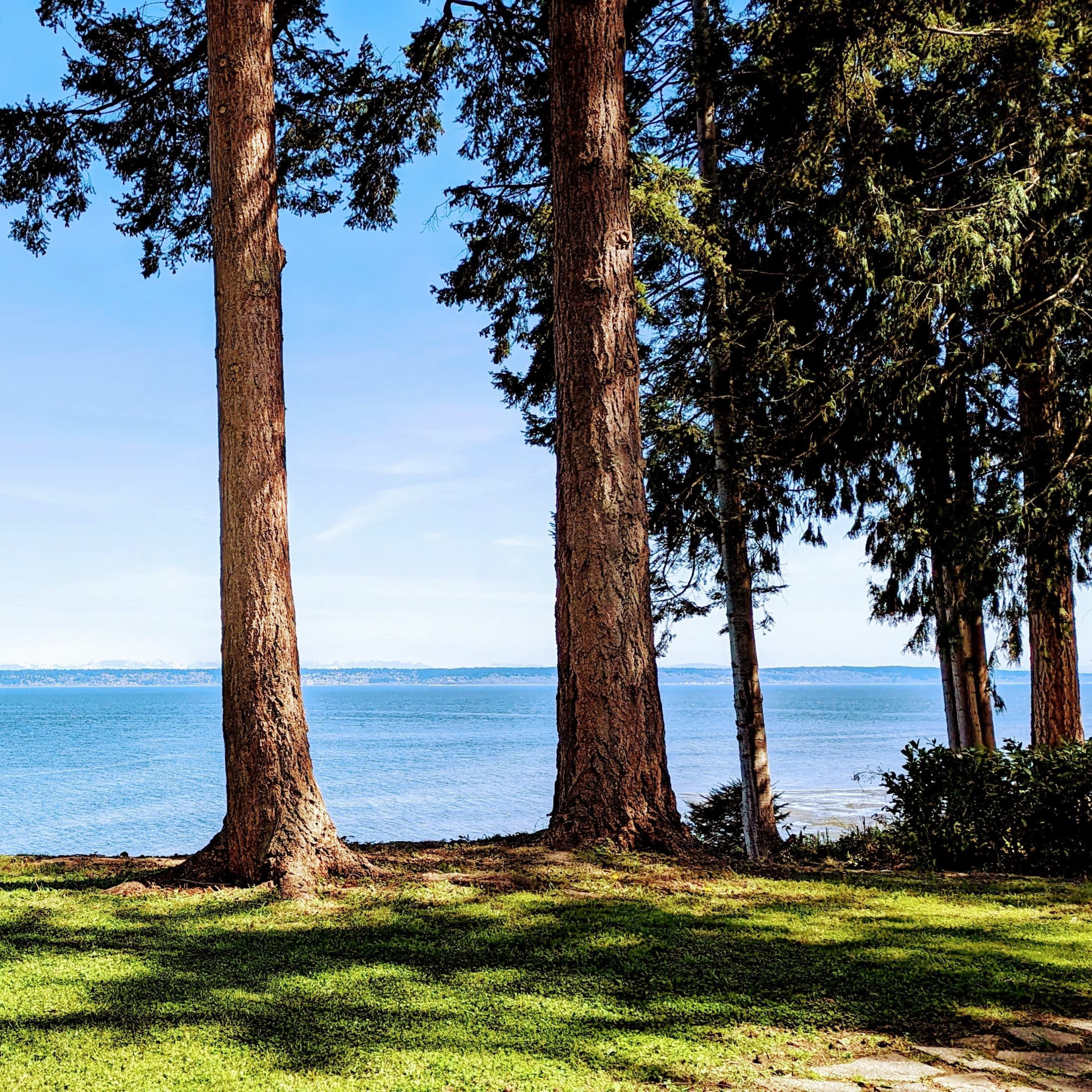 A view of a calm ocean through four tall trees on a grassy shore.