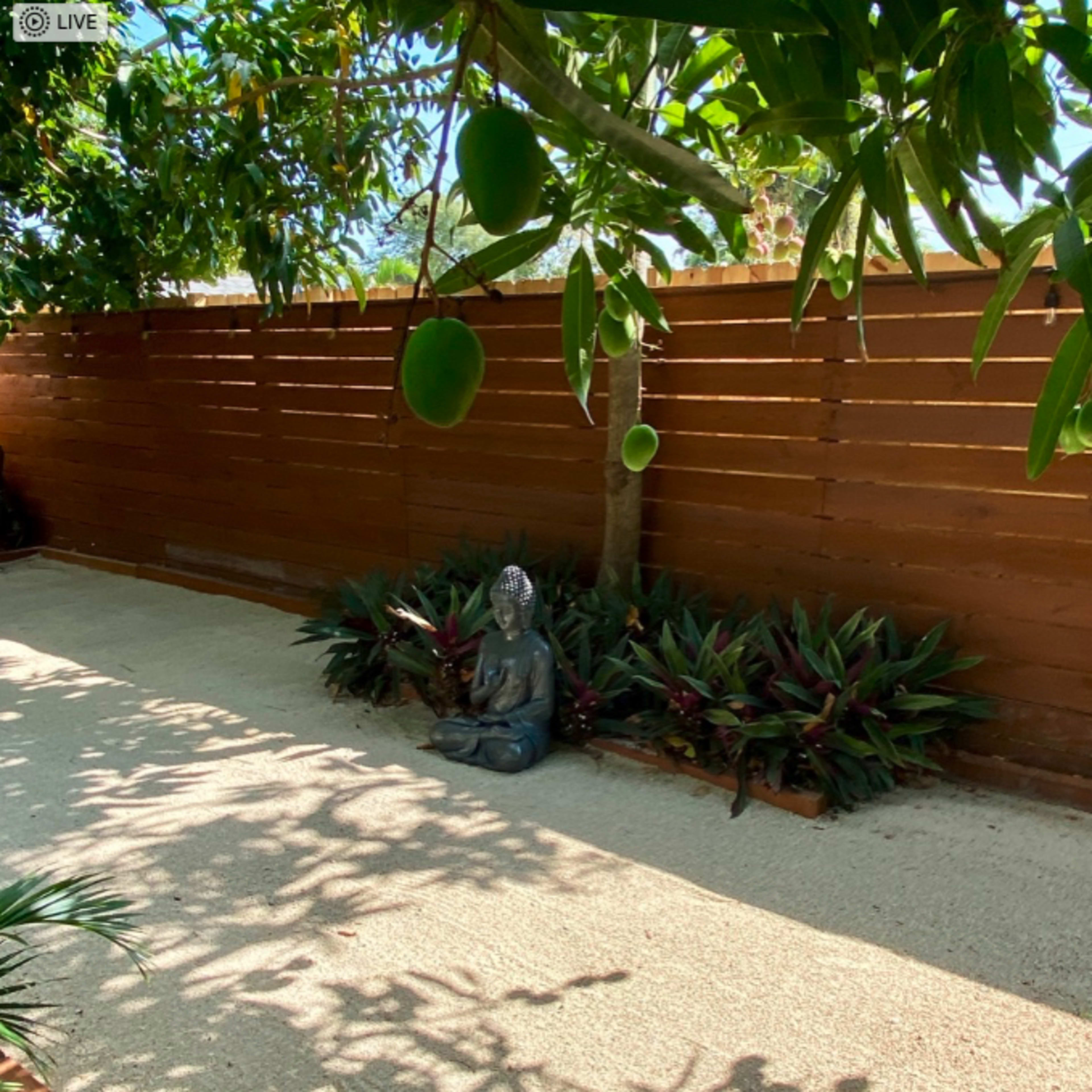 A Buddha statue is seated on a gravel surface surrounded by green plants under a tree with mangoes.