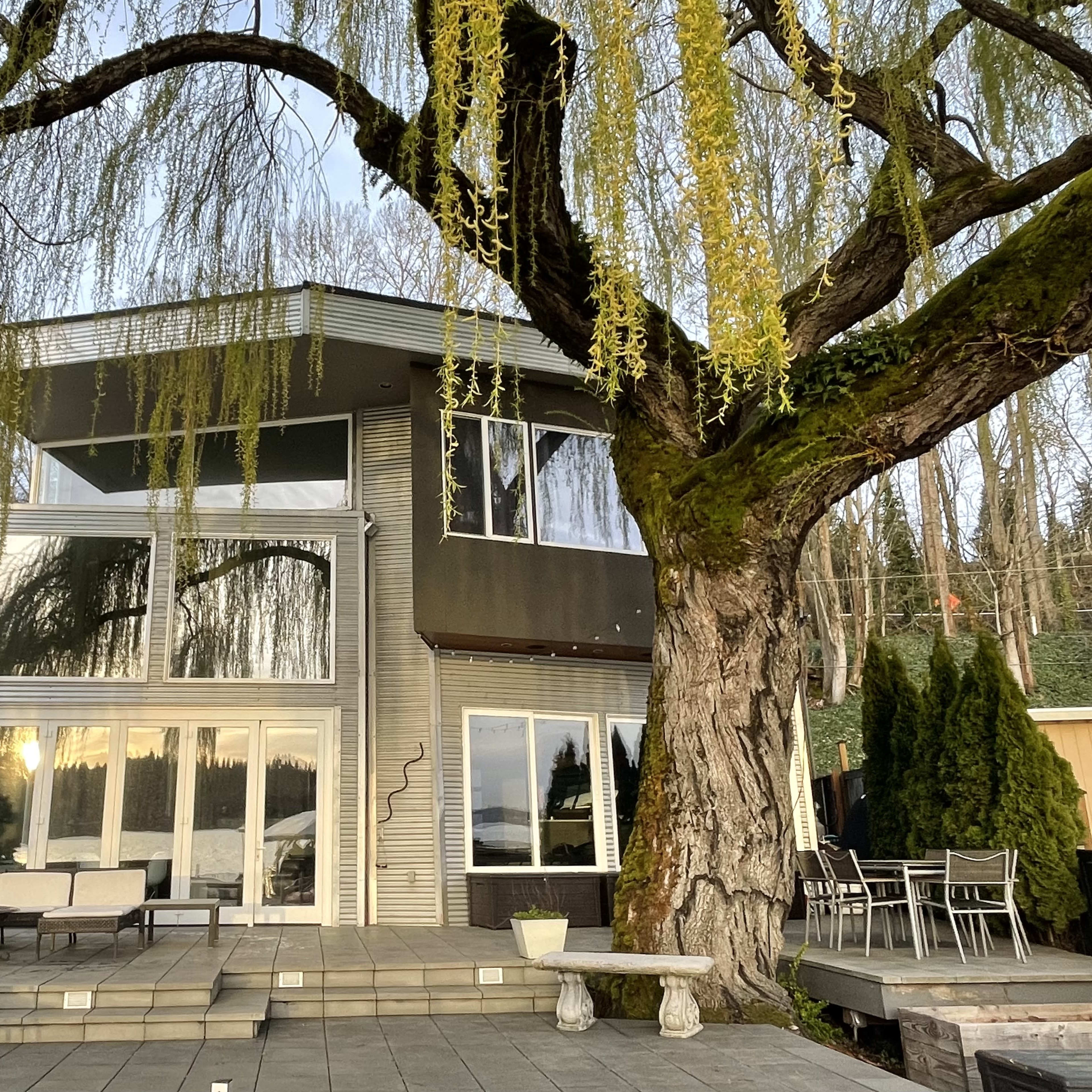 A modern two-story house with large windows is situated next to a large willow tree, surrounded by a patio and various outdoor seating areas.