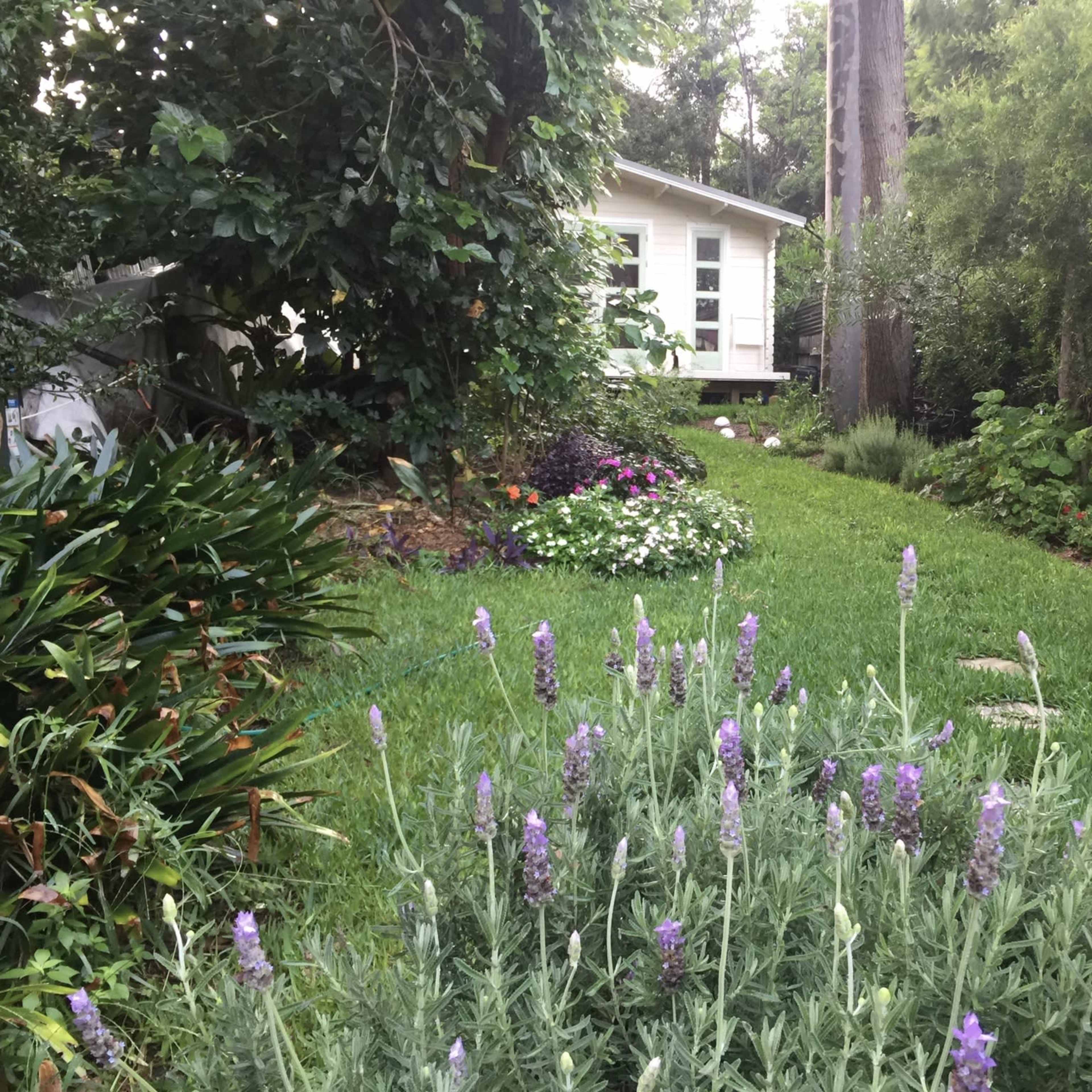 A garden with blooming lavender in the foreground leads to a small white house surrounded by various plants and lush greenery.