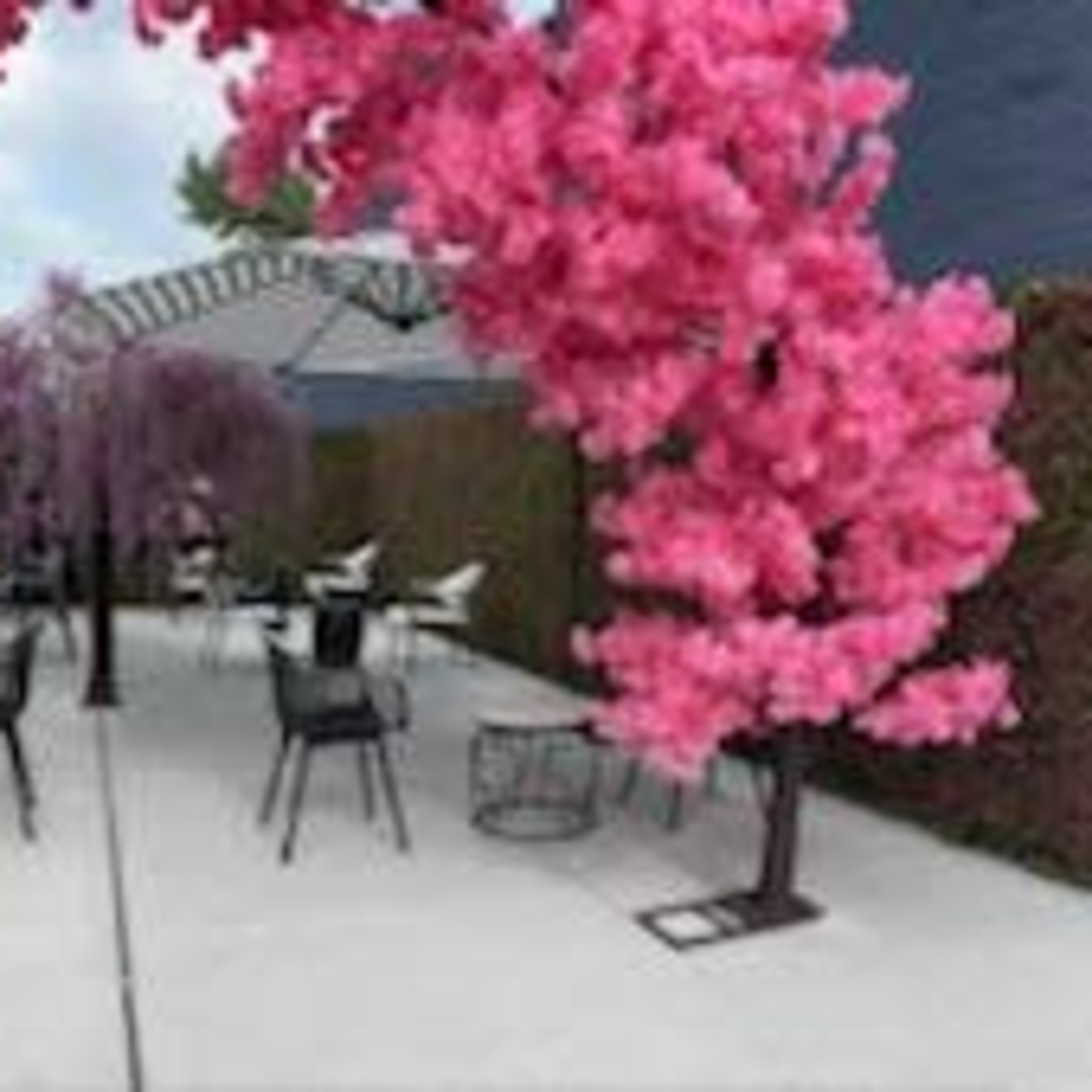 The scene features a garden space with pink flowered trees framing a paved area furnished with black chairs and tables.