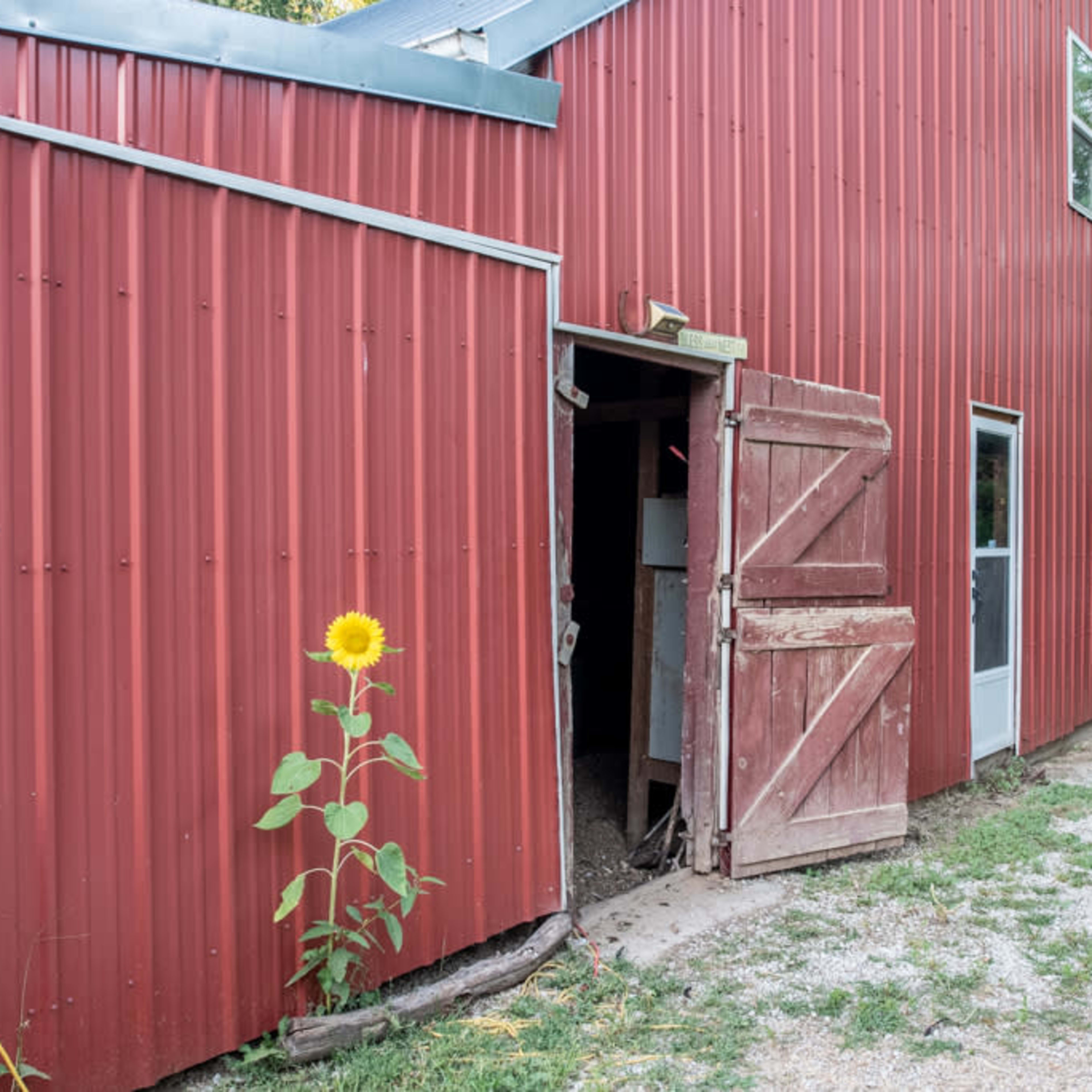 A red barn with open double doors and a sunflower growing nearby.