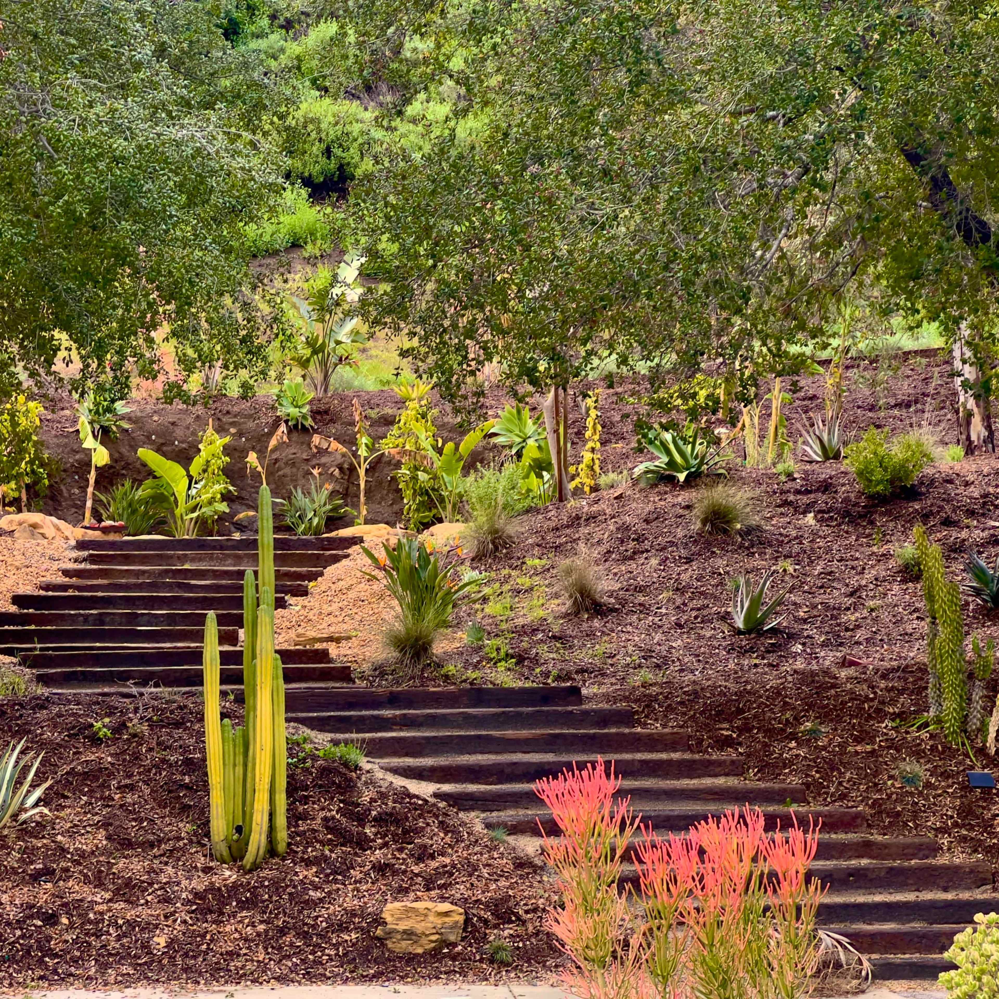 A set of stone steps leads through a landscaped garden featuring various plants, including cacti and flowering shrubs.