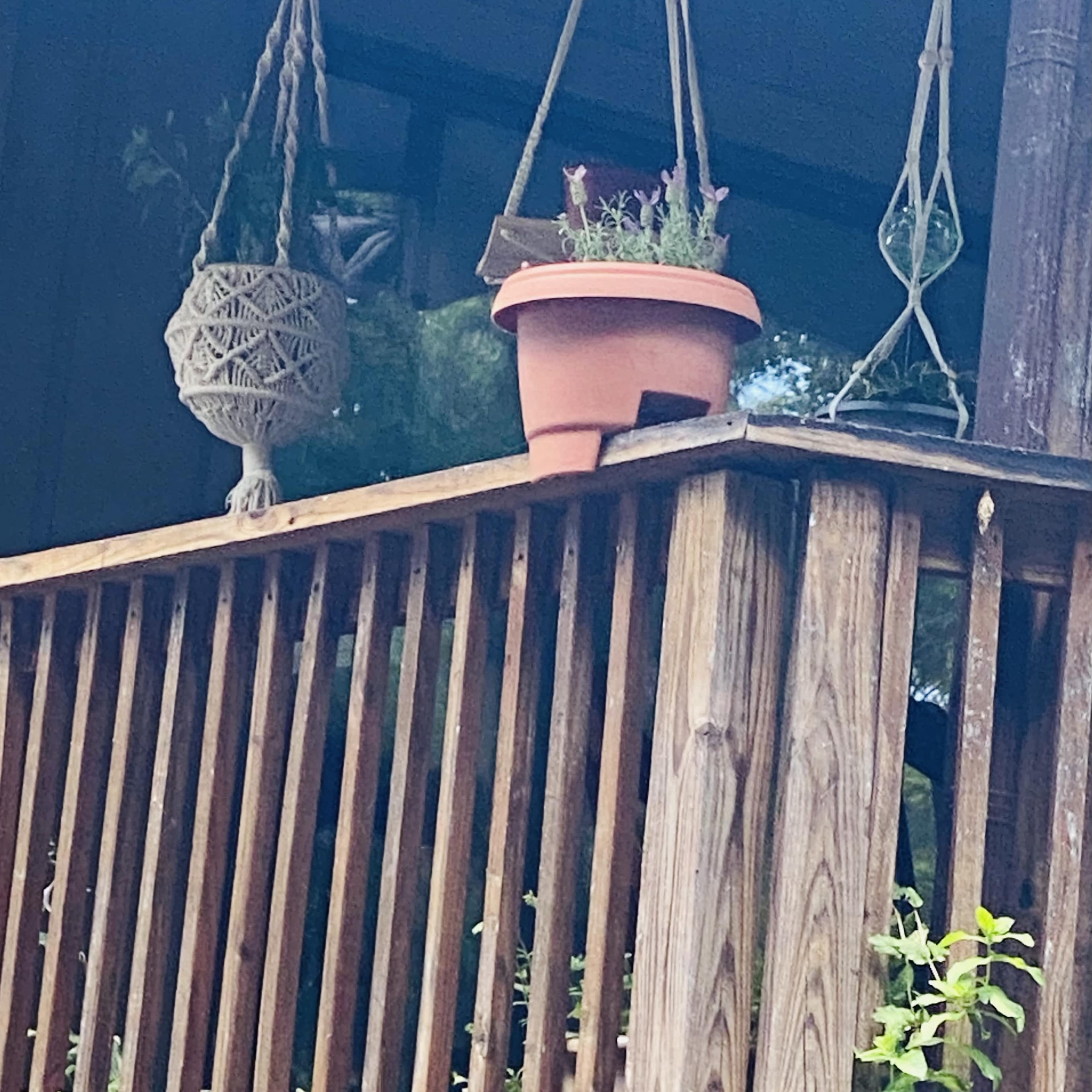 A wooden railing on a porch with a terracotta plant pot and two hanging planters.