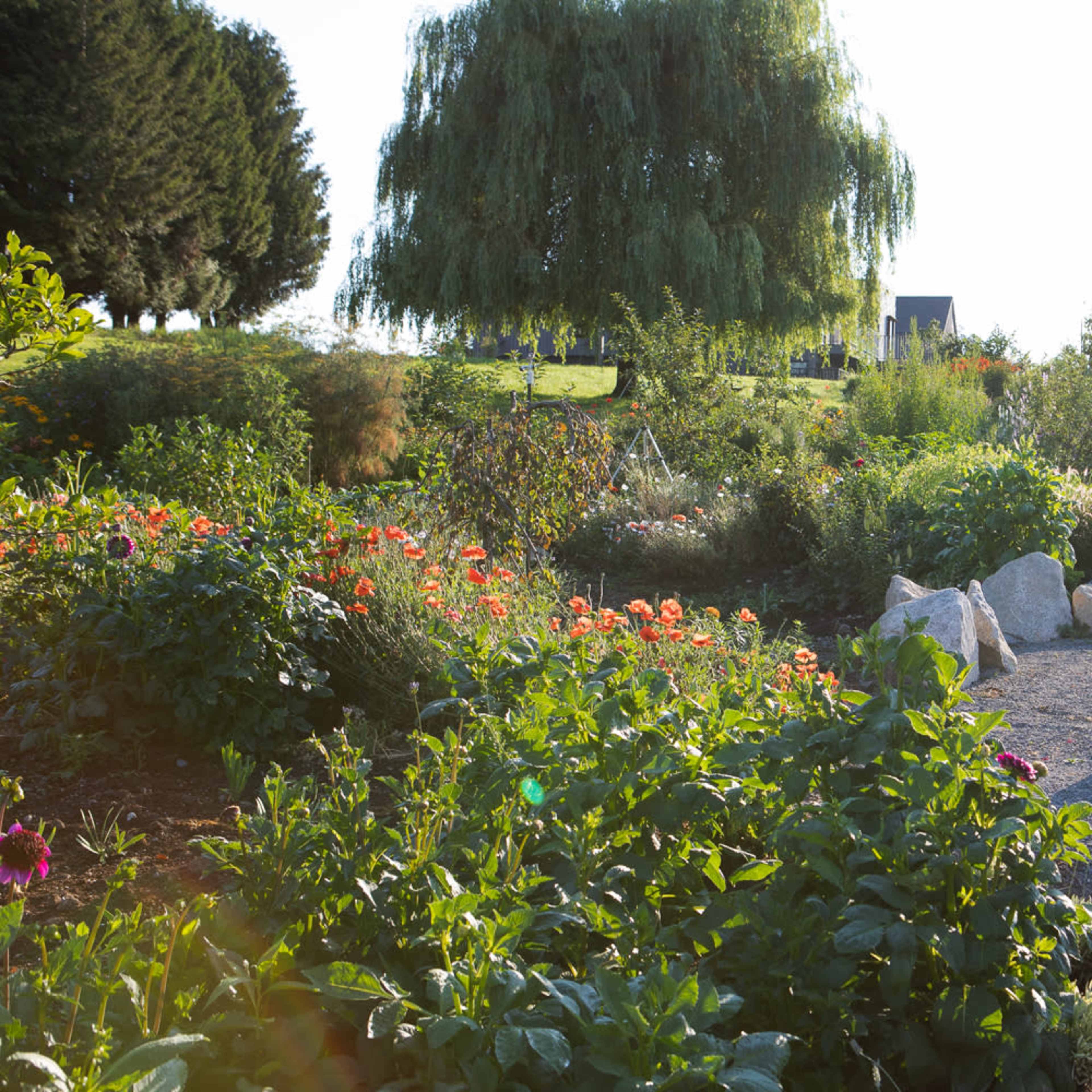 A garden featuring colorful flowers, a large tree, and stone pathways is illuminated by sunlight.