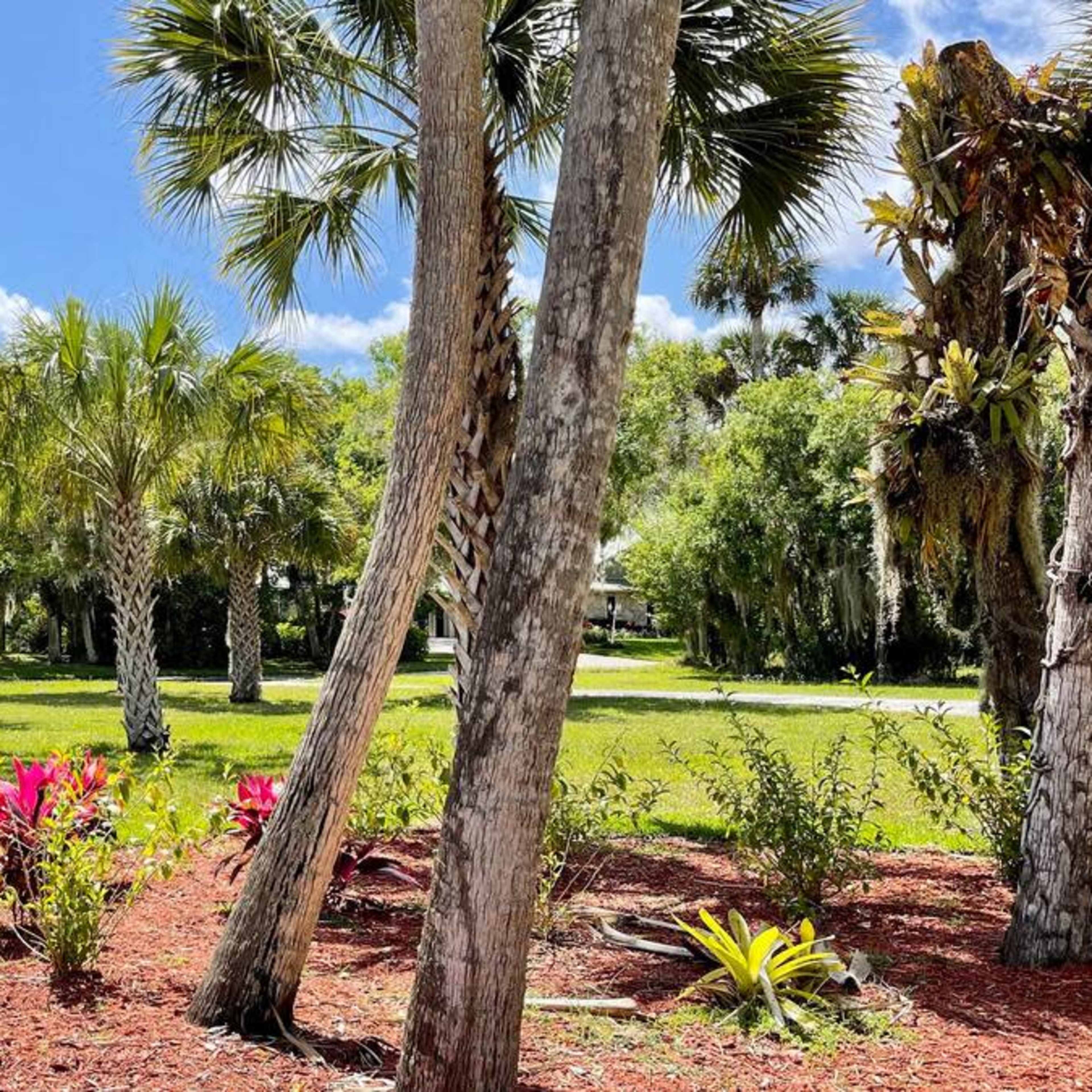 A tropical landscape with palm trees, ornamental plants, and a grassy area under a blue sky with scattered clouds.