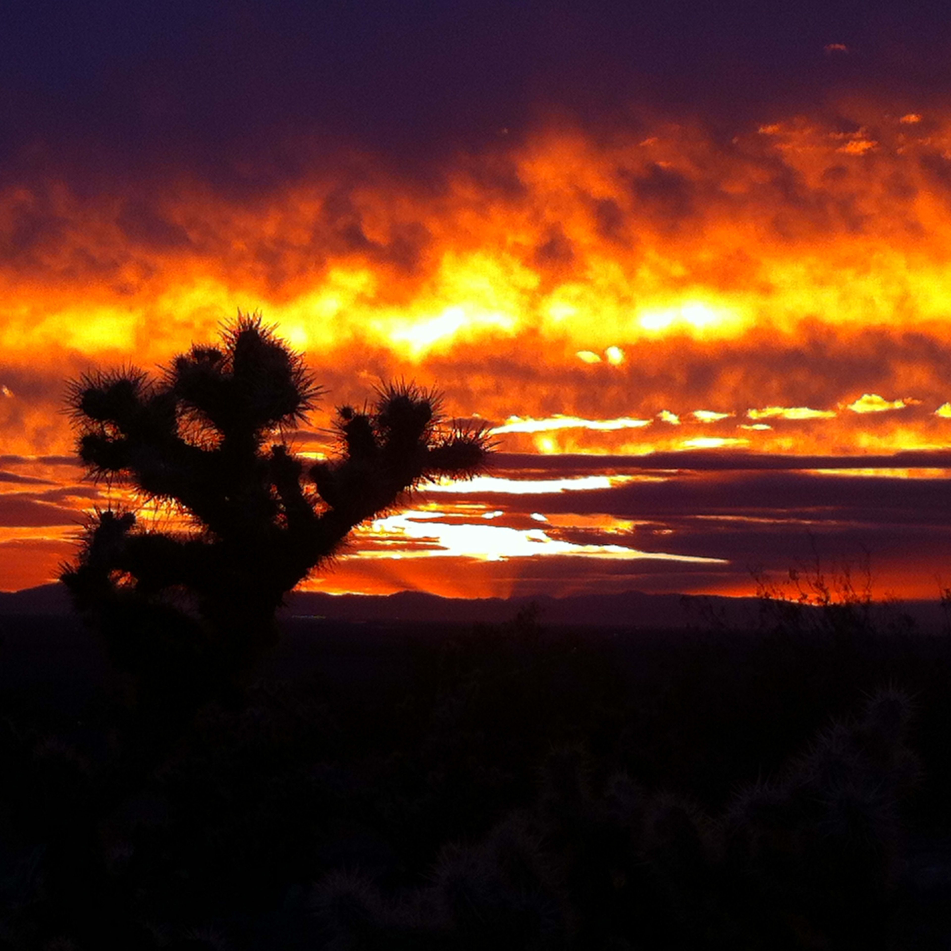 A vibrant sunset with orange and yellow hues behind dark silhouettes of cacti and mountains.