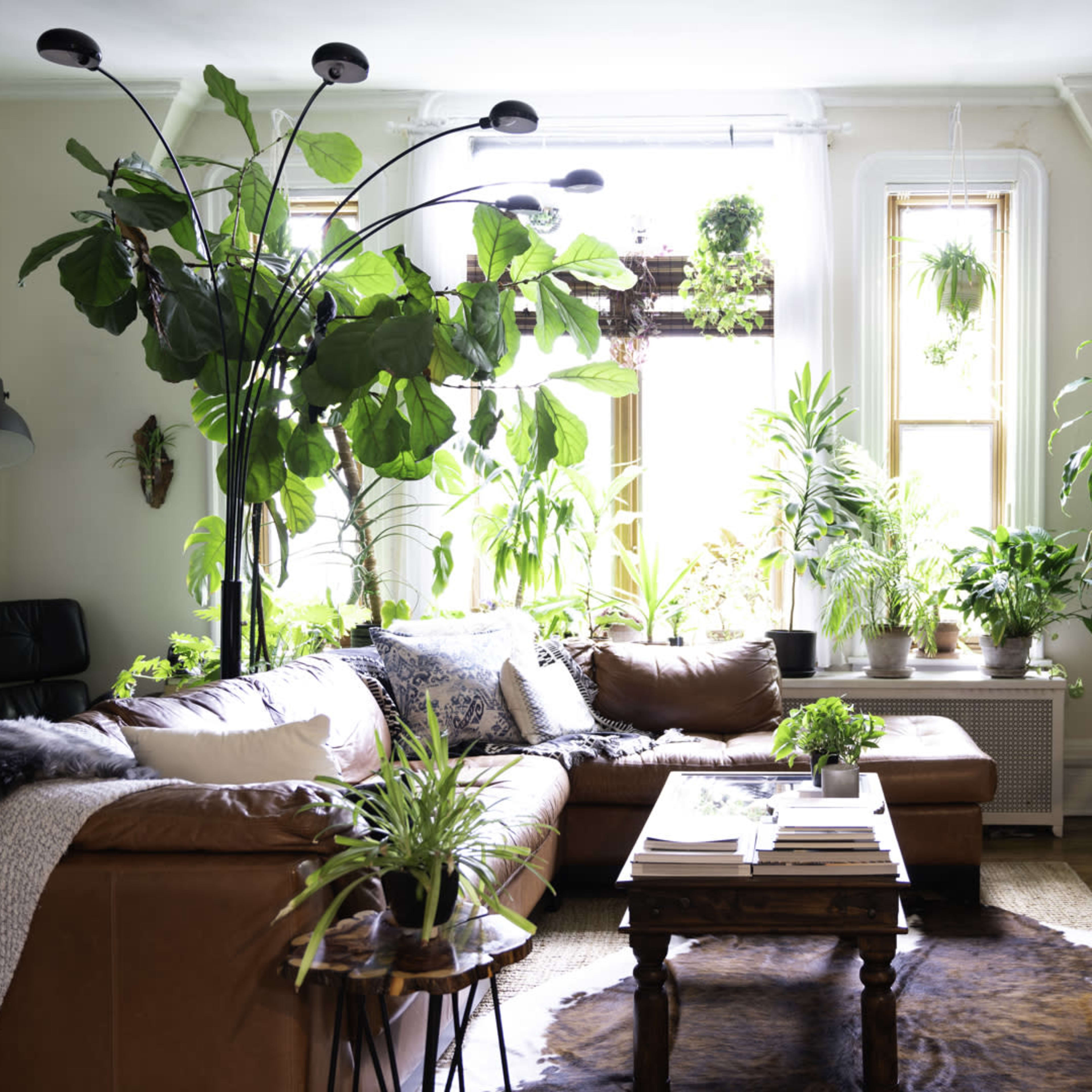A bright living room filled with various indoor plants, featuring a brown leather sofa, a wooden coffee table, and large windows allowing natural light to enter.