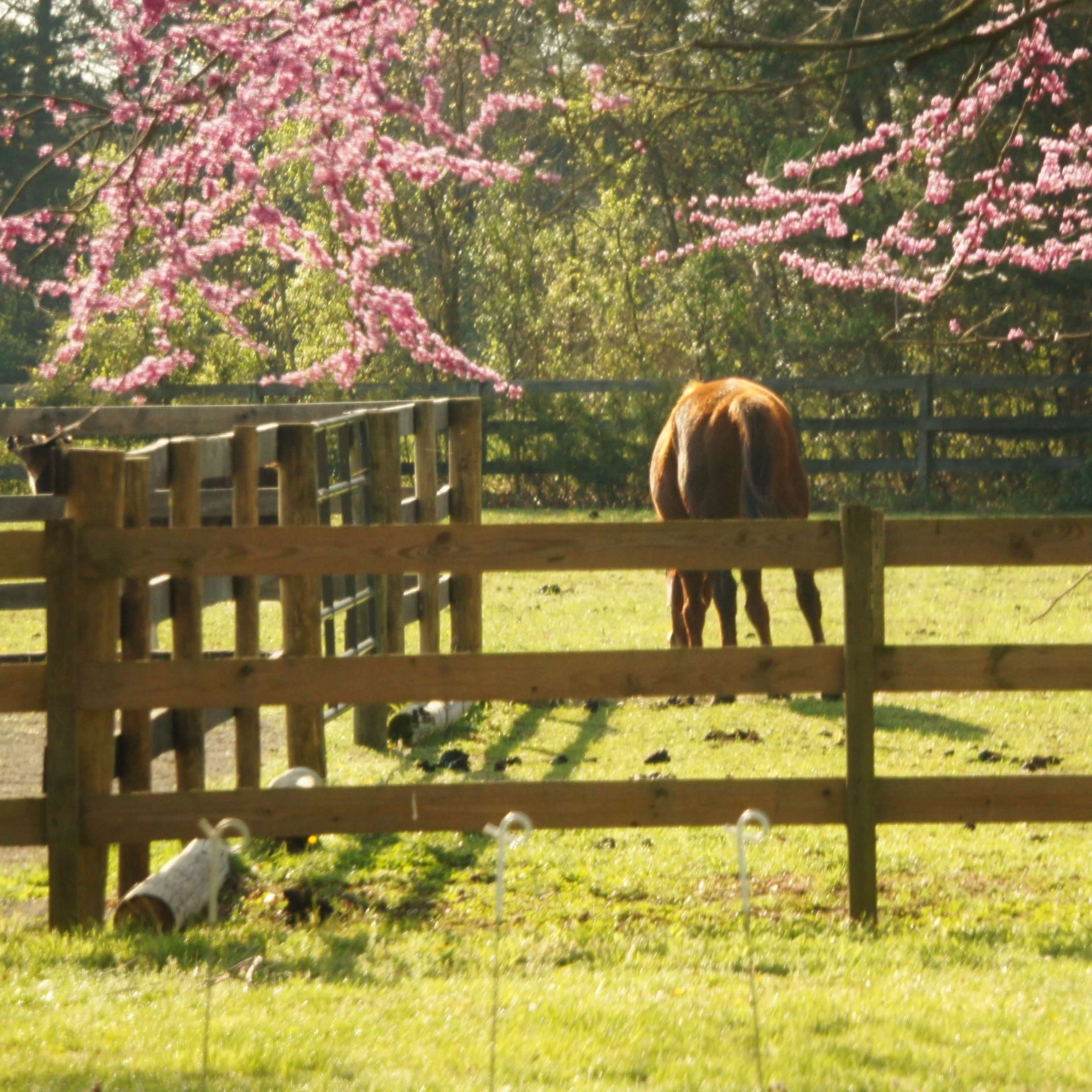 A brown horse grazes in a grassy field surrounded by a wooden fence and blooming pink trees.