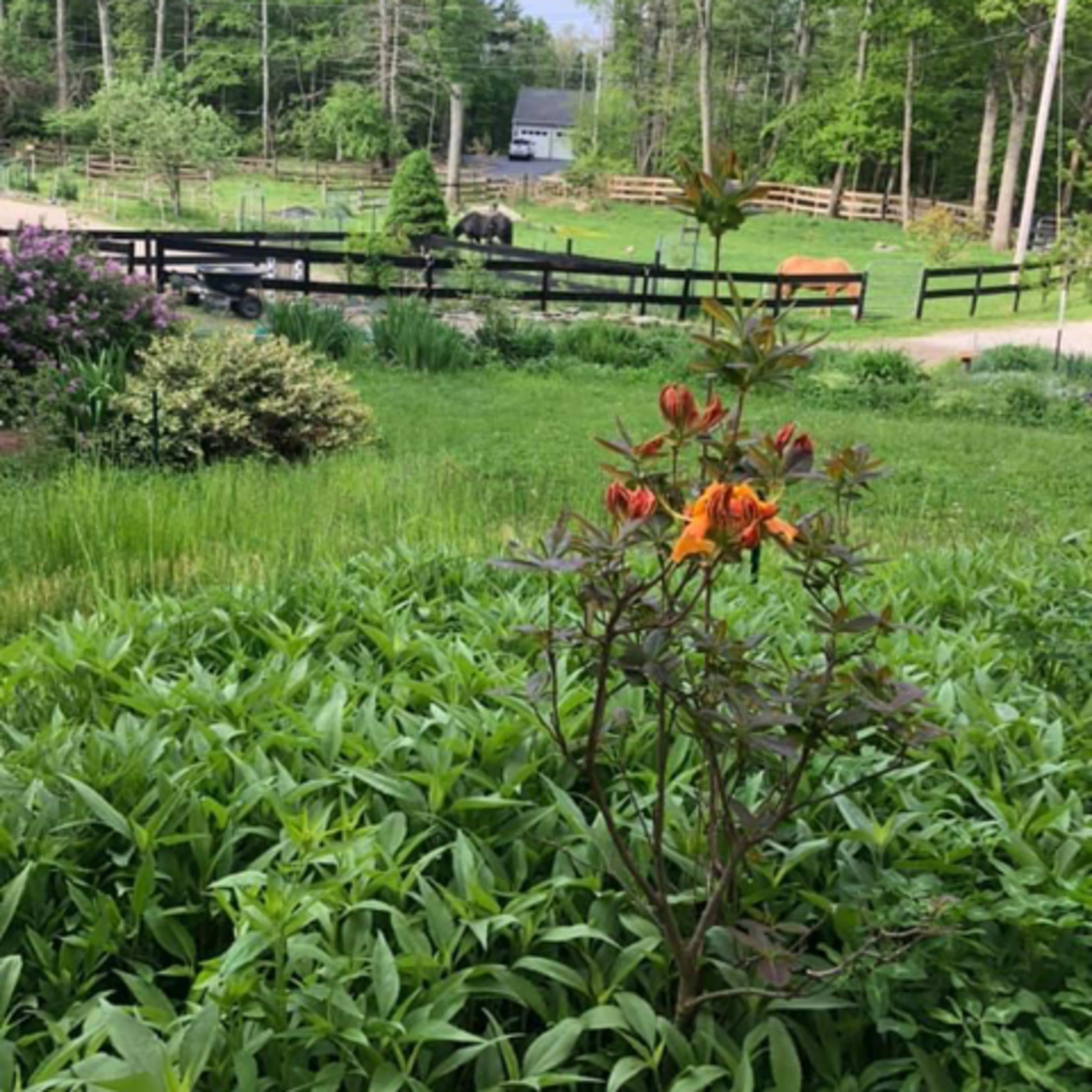 A cluster of orange flowers stands in the foreground, with a green landscape, trees, and a horse barn visible in the background.