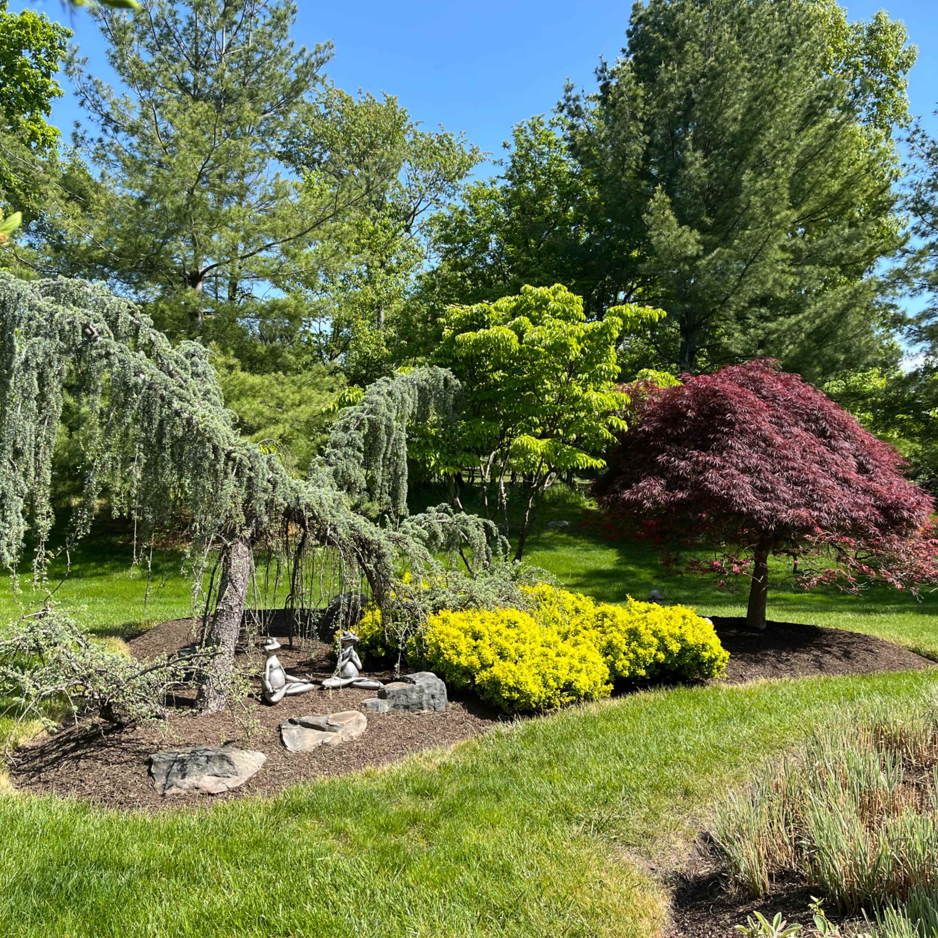 A landscaped garden with a weeping conifer tree, a red maple tree, and various shrubs surrounded by grass and rocks.