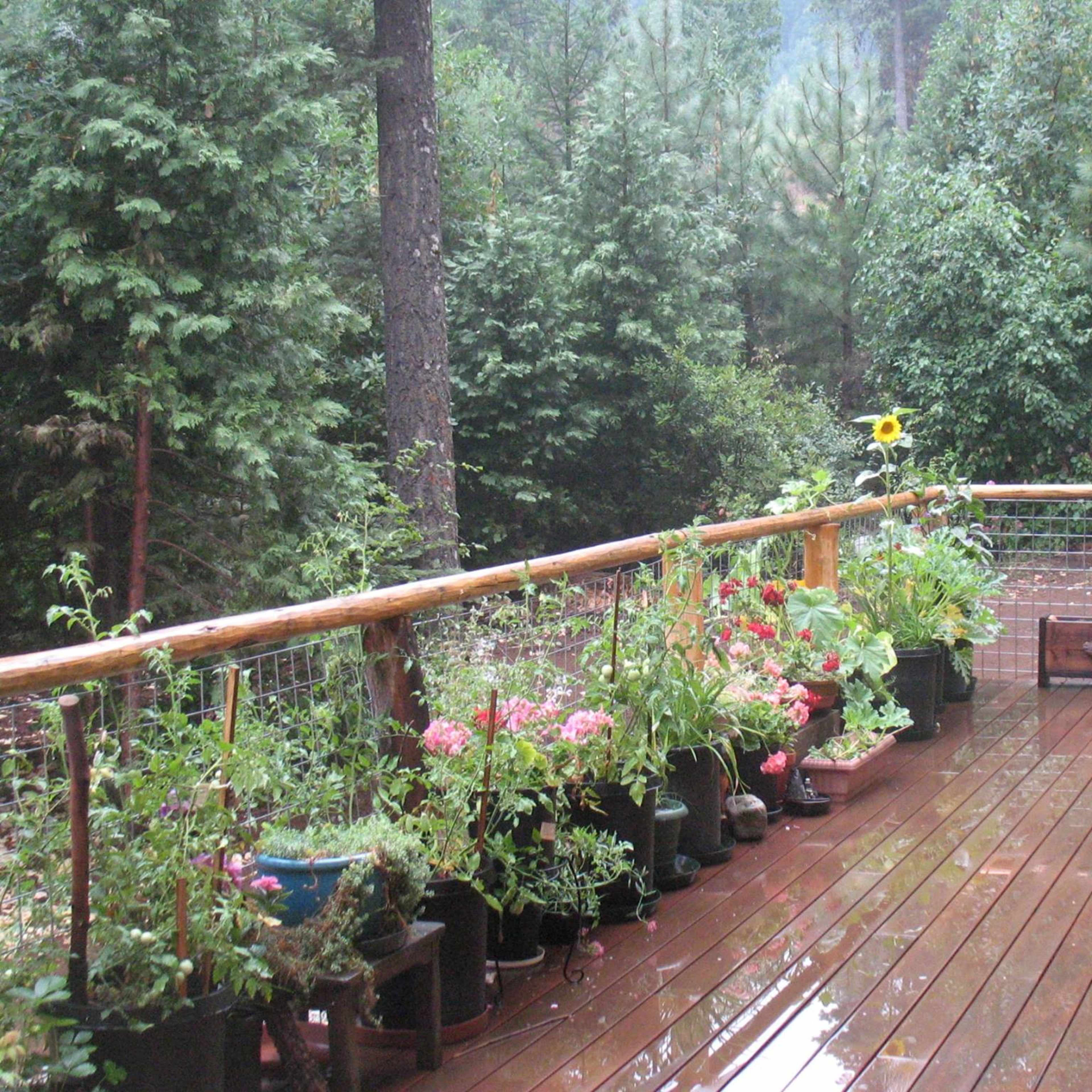 A wooden deck is surrounded by potted plants and a railing, with a backdrop of tall green trees and a misty atmosphere.