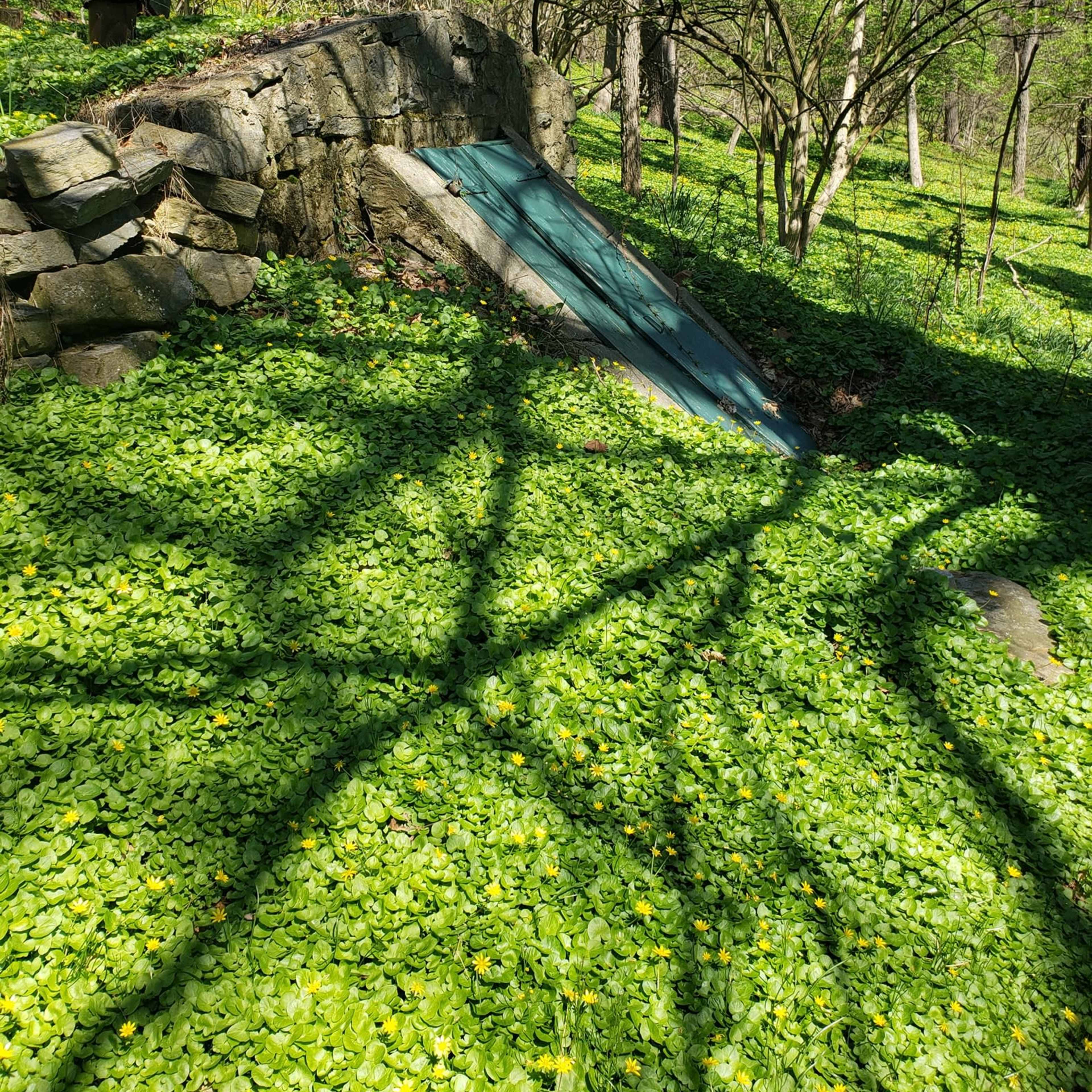 A weathered metal door is partially covered by lush green ground cover and surrounded by trees in a wooded area.