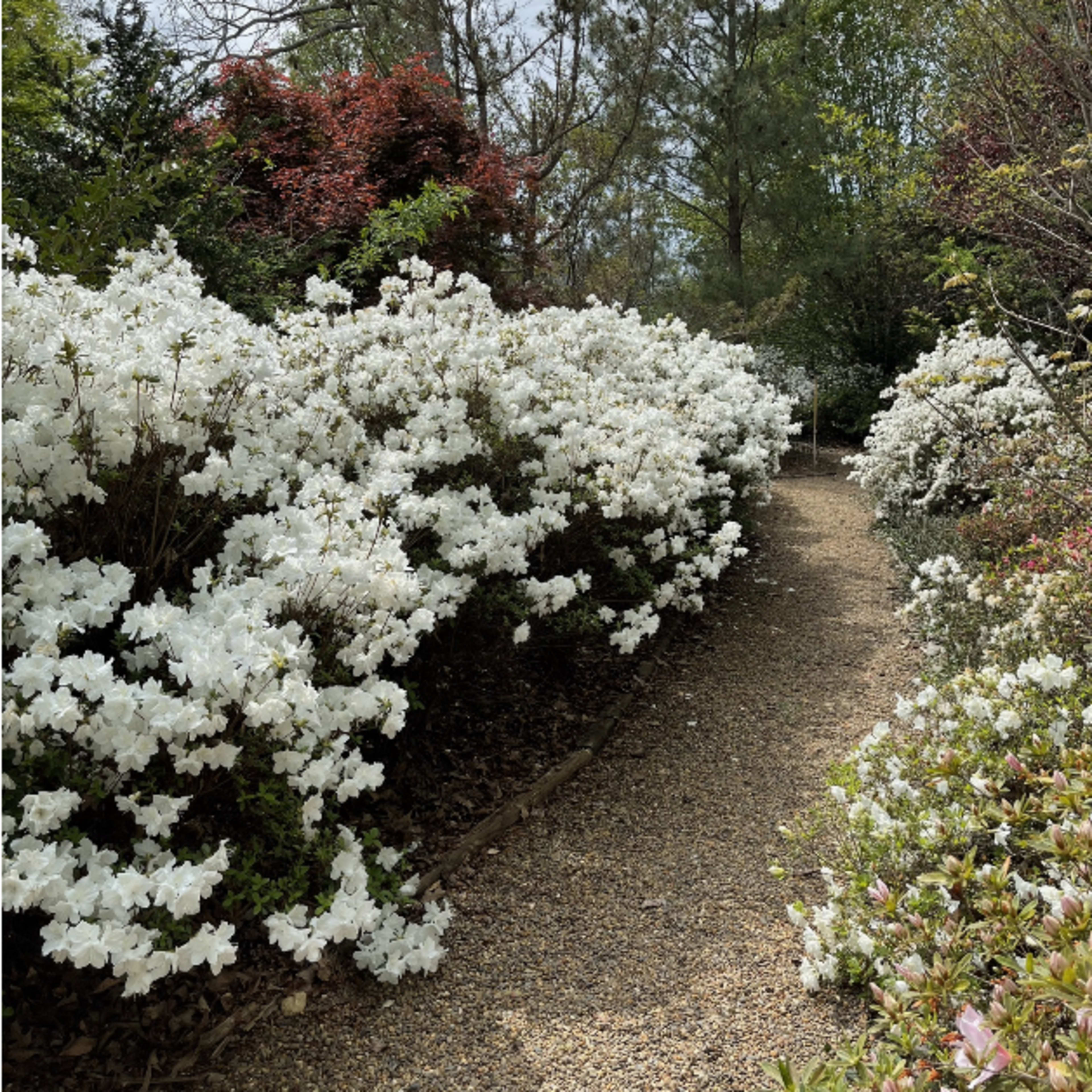 A gravel path winds through dense clusters of white azaleas in a garden.