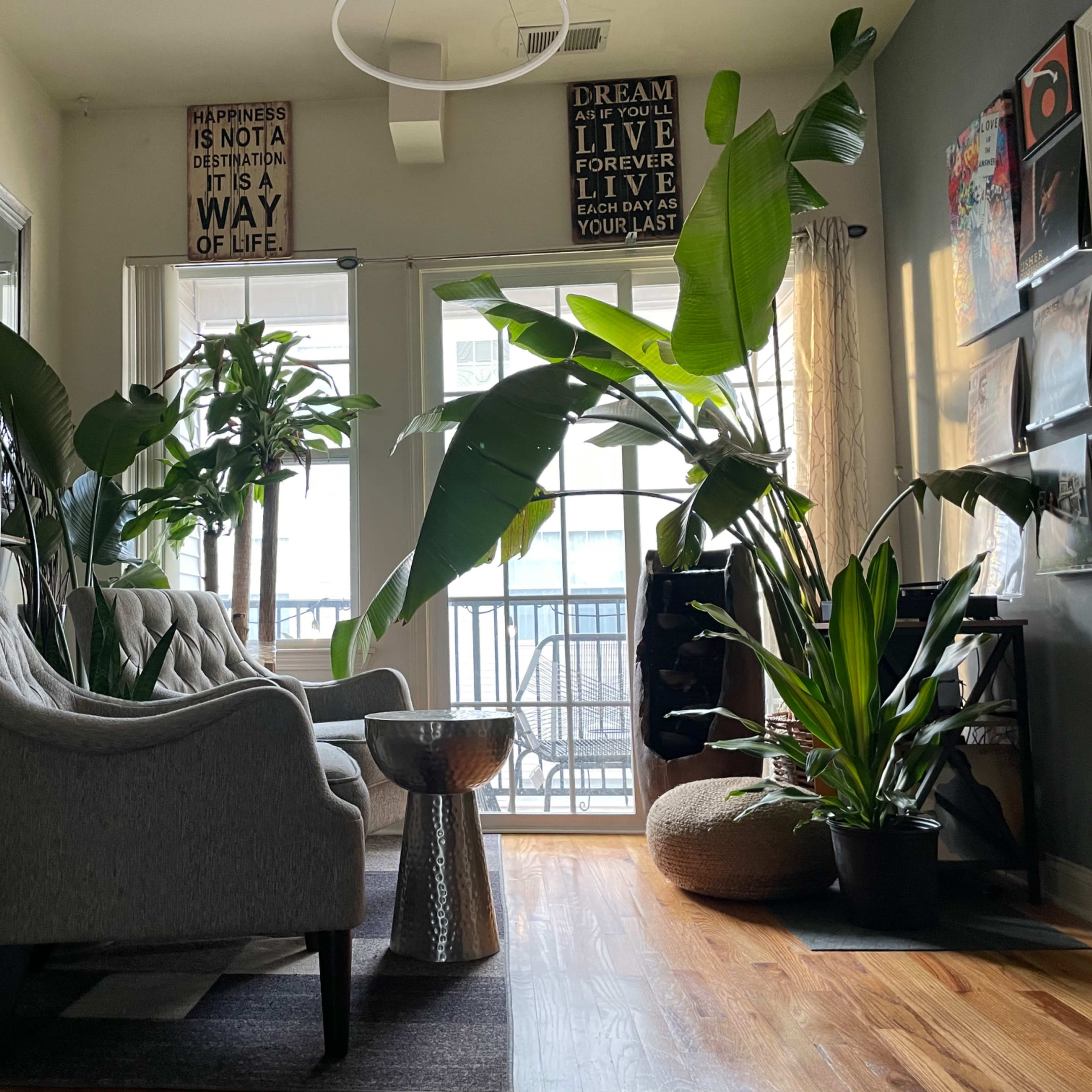 A cozy living area features a gray armchair, a small metallic table, and numerous indoor plants near a balcony with large windows.
