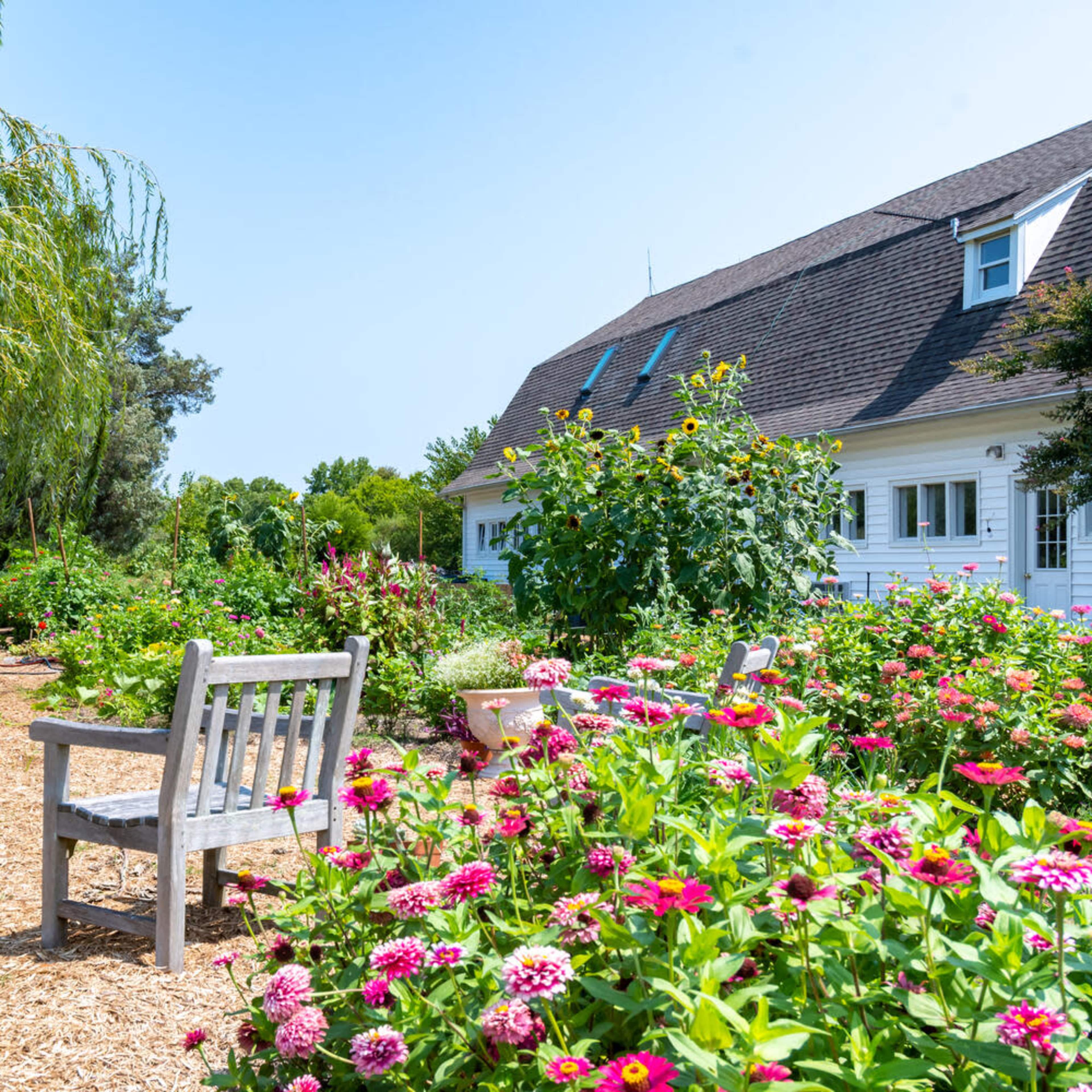 A garden scene with wooden benches positioned amid colorful flower beds and lush greenery, alongside a white building in the background.