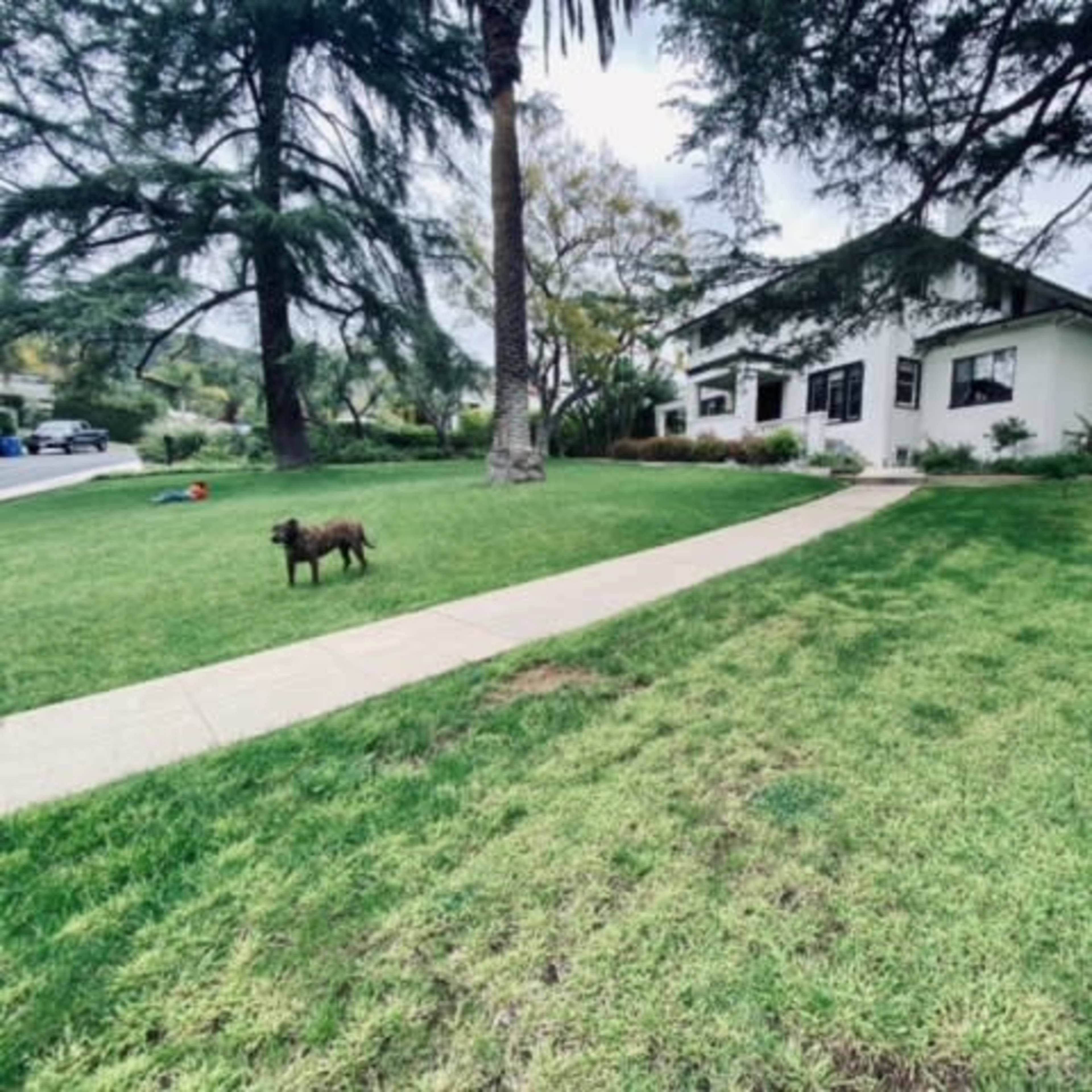 A brown dog stands on a grassy lawn in front of a white house with black shutters and a concrete pathway.