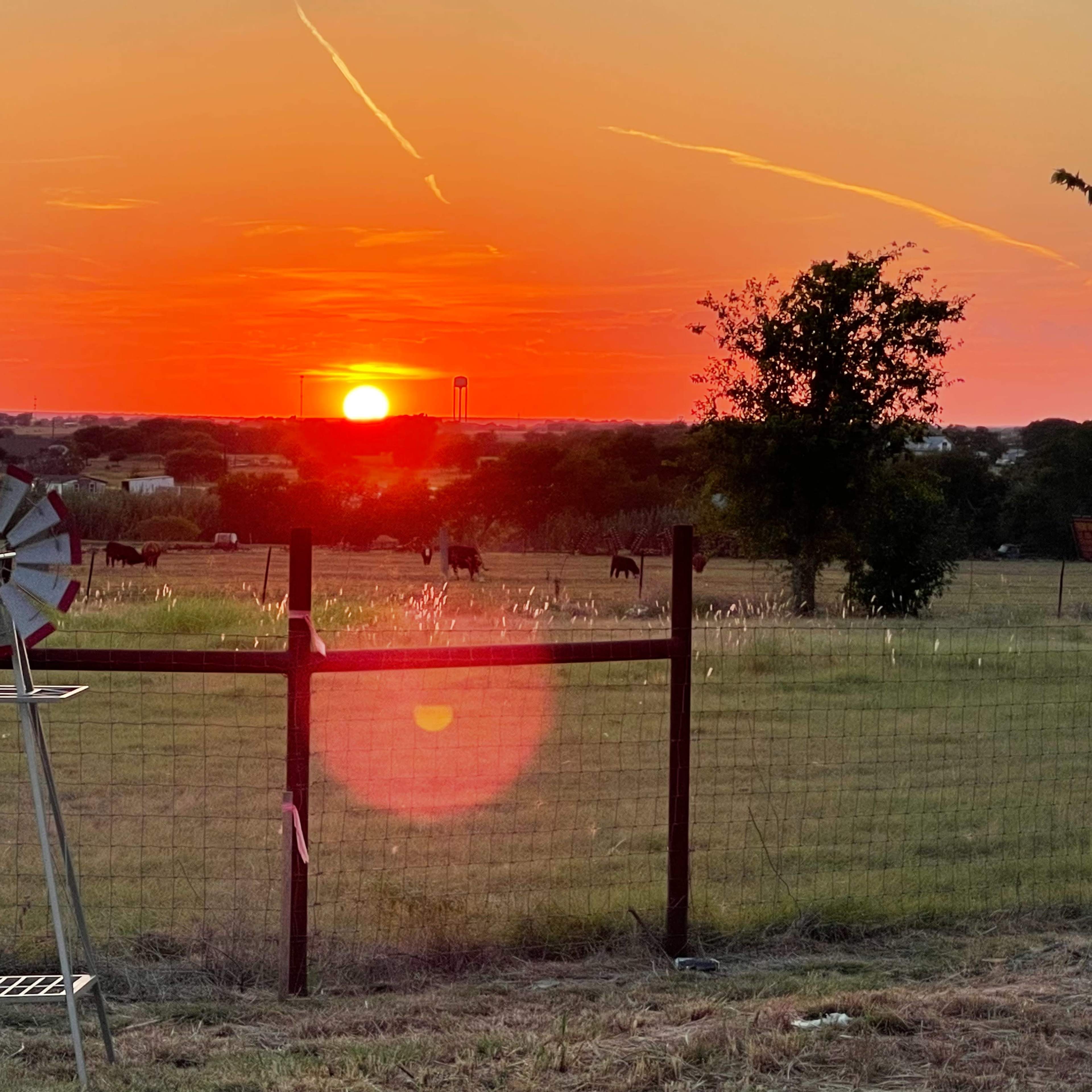 A windmill stands beside a fence in a field as the sun sets on the horizon, illuminating grazing cattle.
