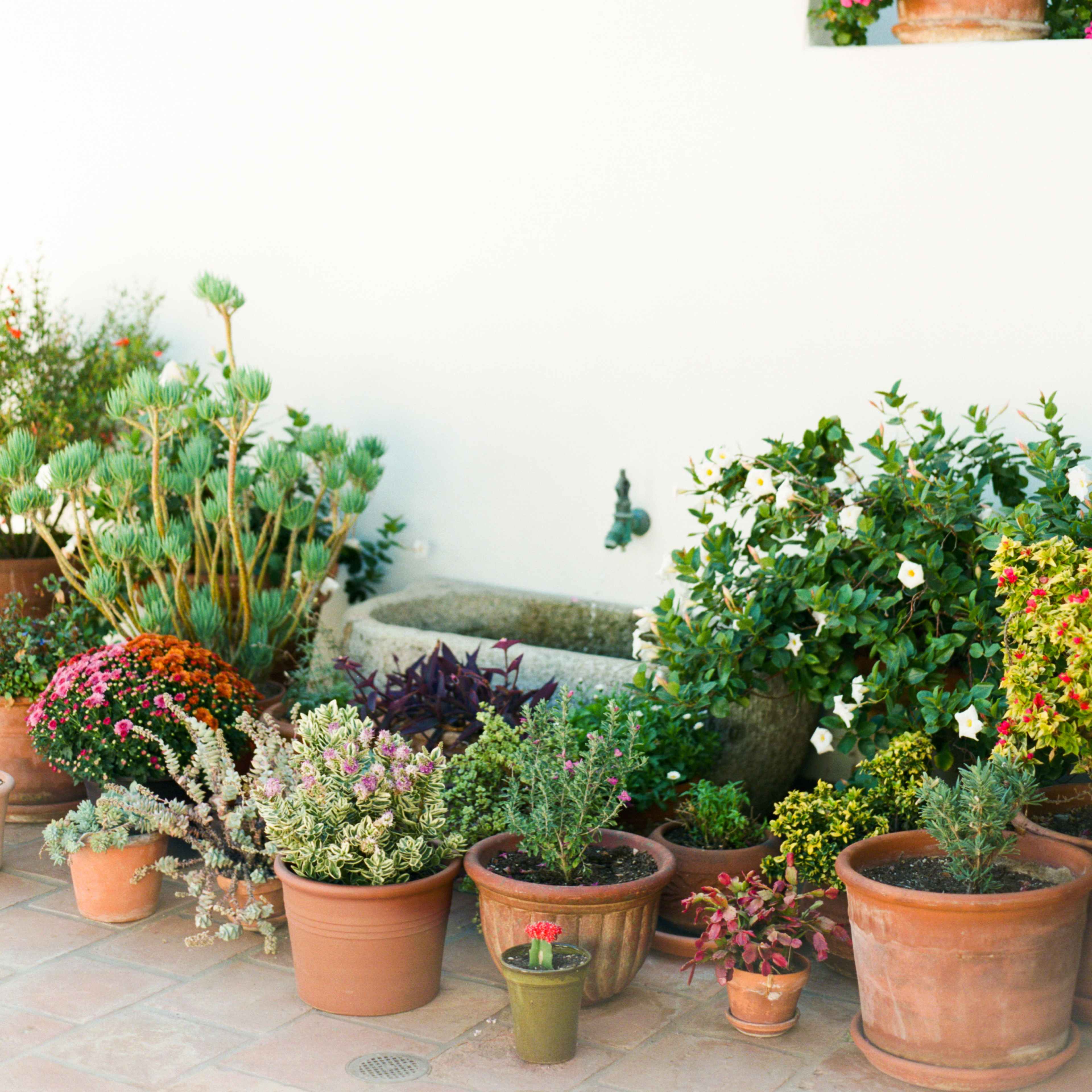 A variety of potted plants and flowers arranged against a white wall, with several pots on the steps above.