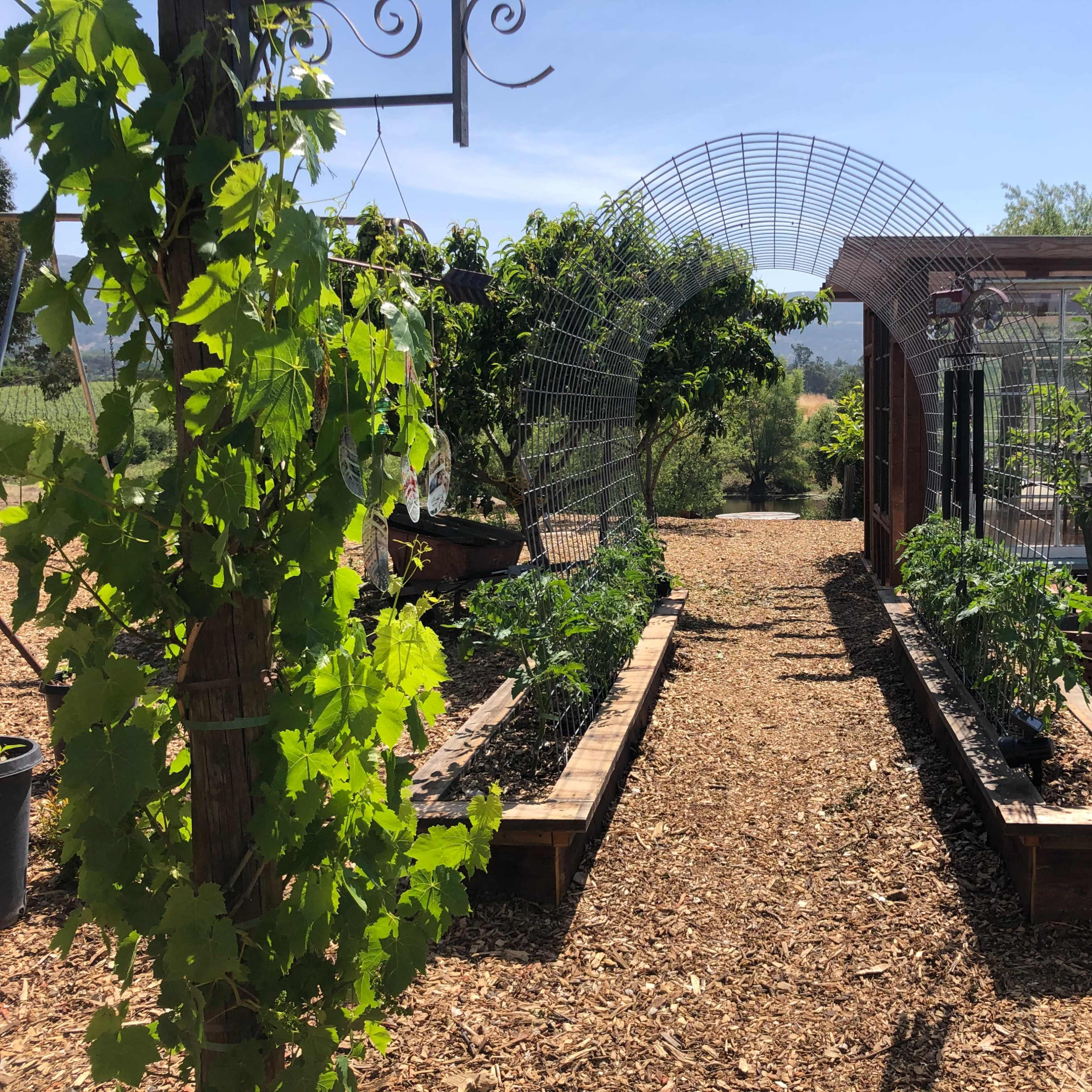 A pathway lined with raised garden beds and trellises leads through a well-maintained garden under a clear blue sky.