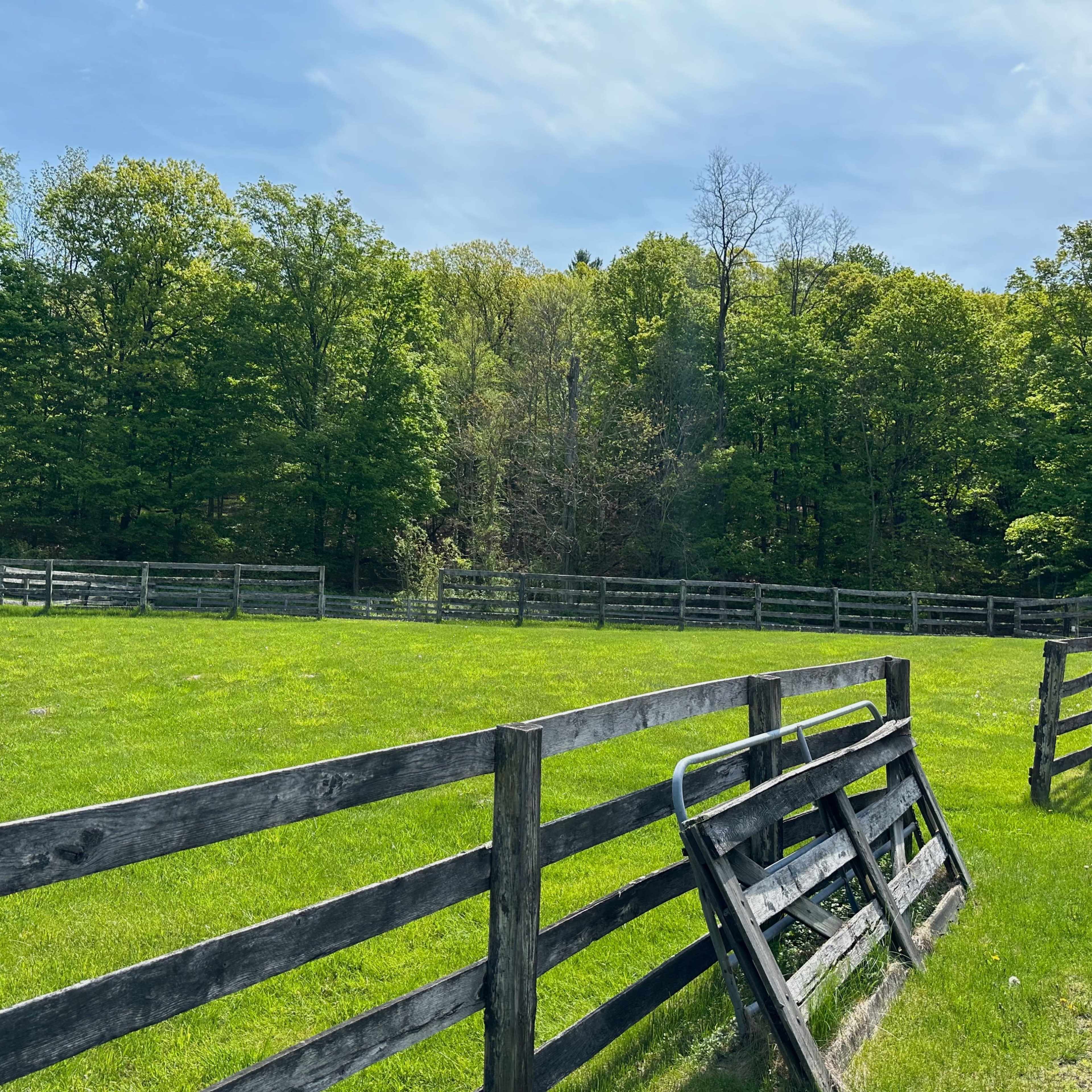 A fenced grassy field is surrounded by trees under a clear blue sky.